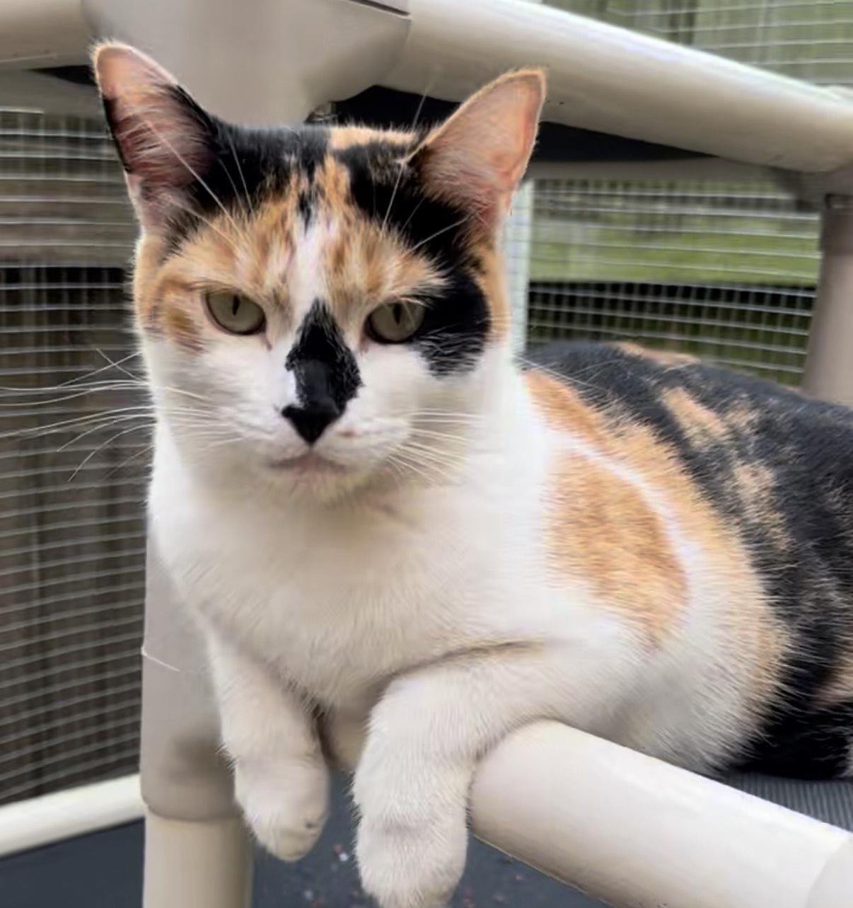 Pixel, a Adoptable American Shorthair in Frederick, MD image 2/3