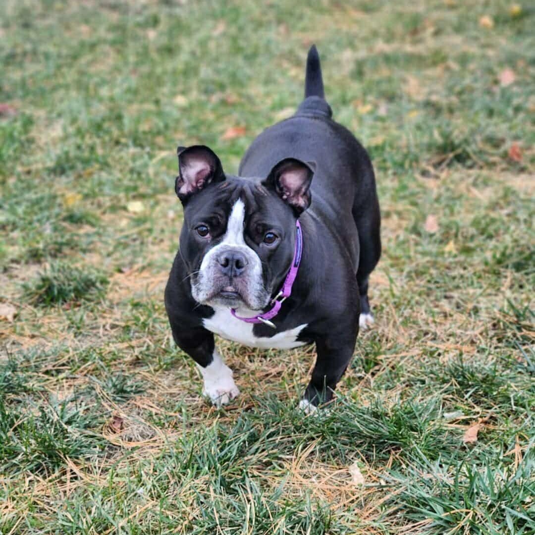 Enlarge Mochi, a Adoptable mixed breed in Mechanicsburg, PA image 1/5
