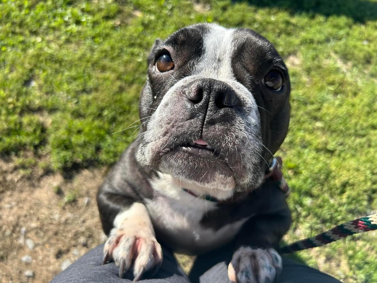 Enlarge Mochi, a Adoptable mixed breed in Mechanicsburg, PA image 2/5