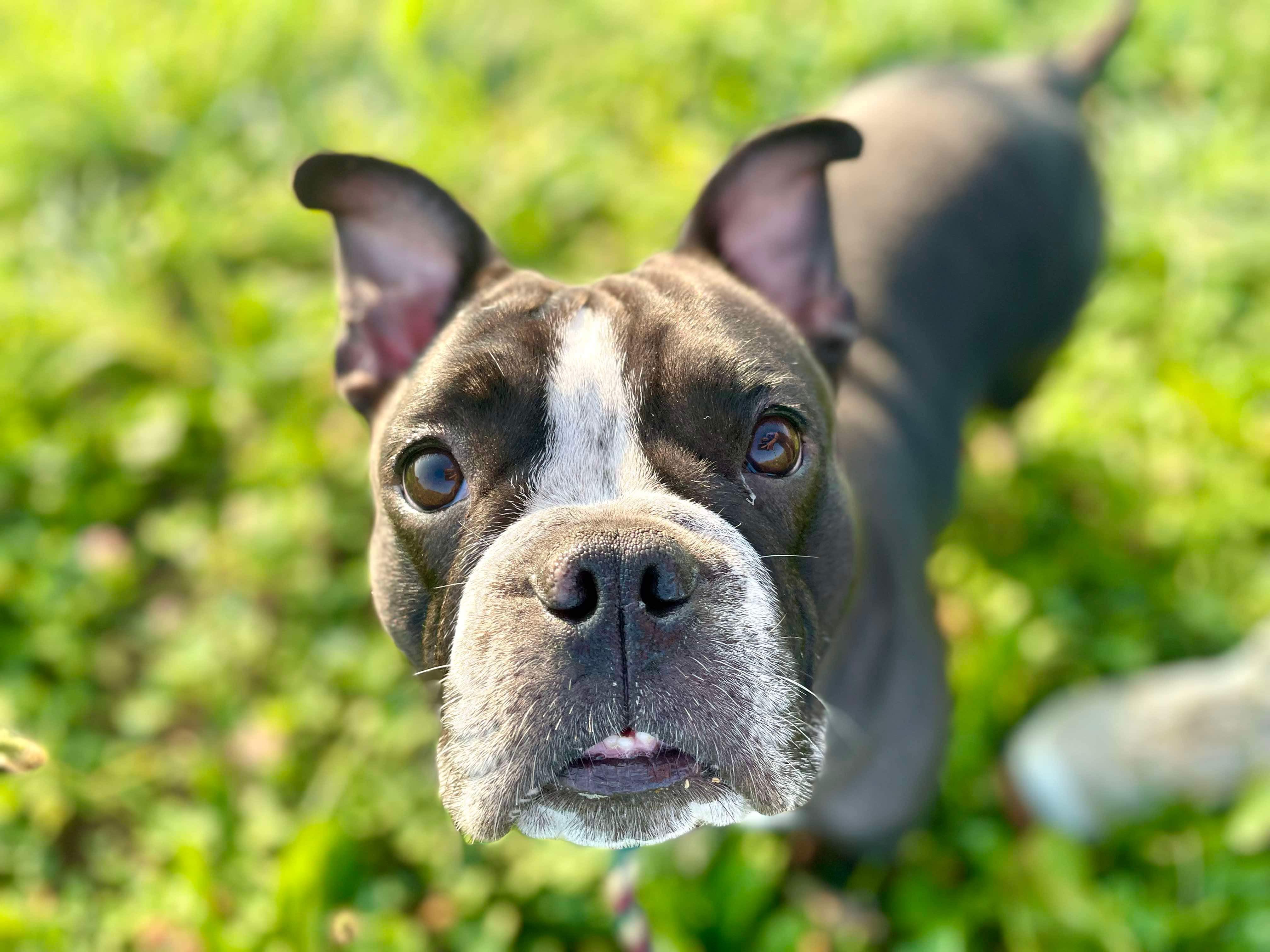 Enlarge Mochi, a Adoptable mixed breed in Mechanicsburg, PA image 4/5