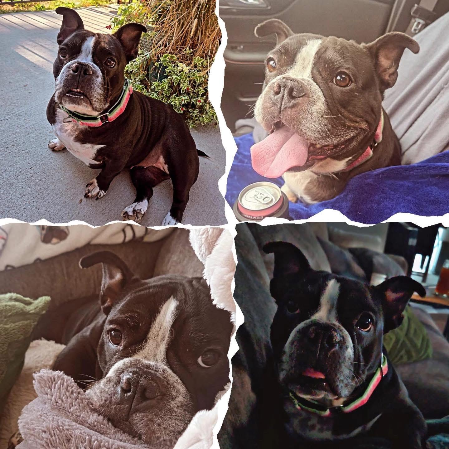 Mochi, a Adoptable mixed breed in Mechanicsburg, PA image 3/6