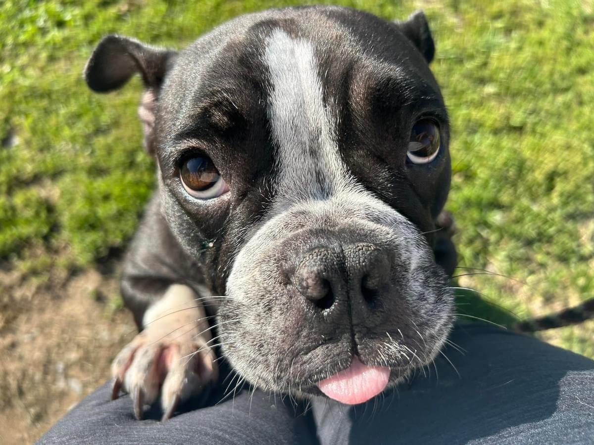 Enlarge Mochi, a Adoptable mixed breed in Mechanicsburg, PA image 5/5