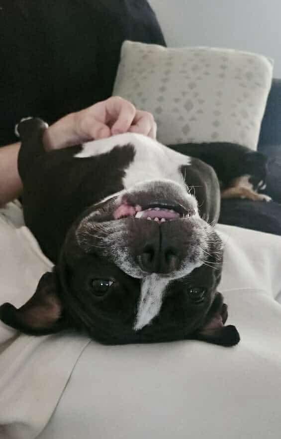 Enlarge Mochi, a Adoptable mixed breed in Mechanicsburg, PA image 3/5