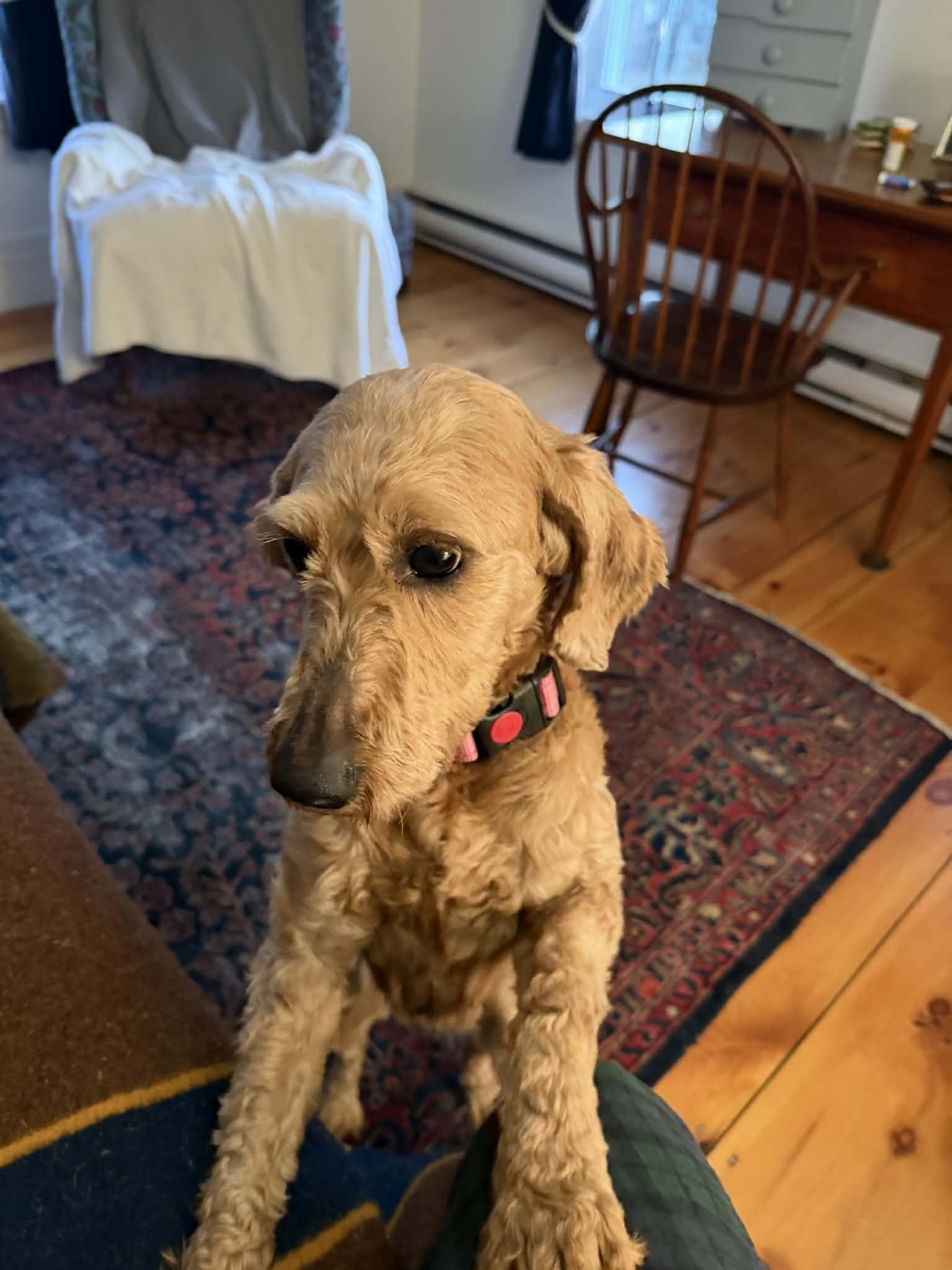 Aurora, ADOPTABLE, Adult Female Labradoodle.