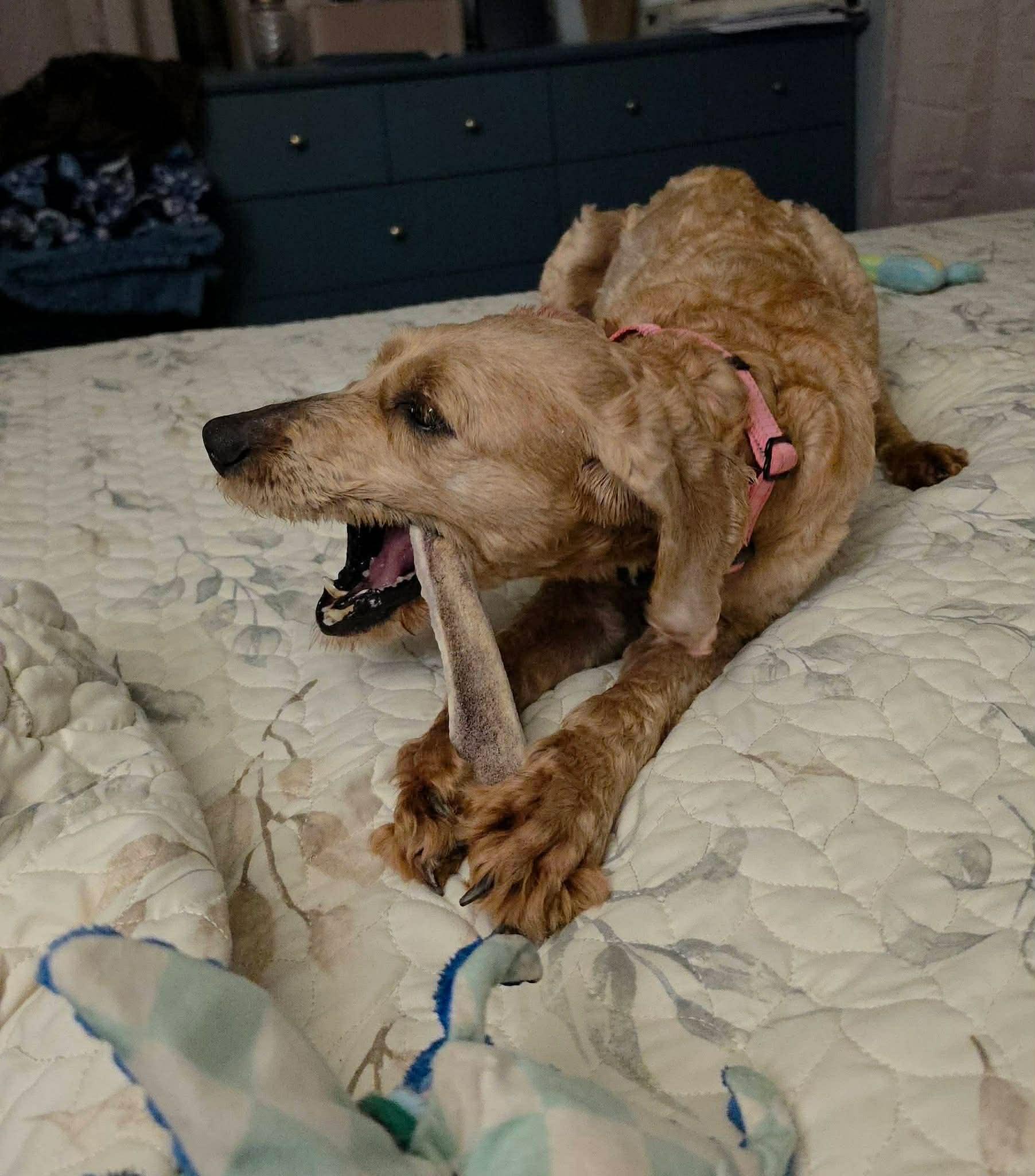 Enlarge Aurora, a ADOPTABLE Labradoodle in Brunswick, ME image 2/4