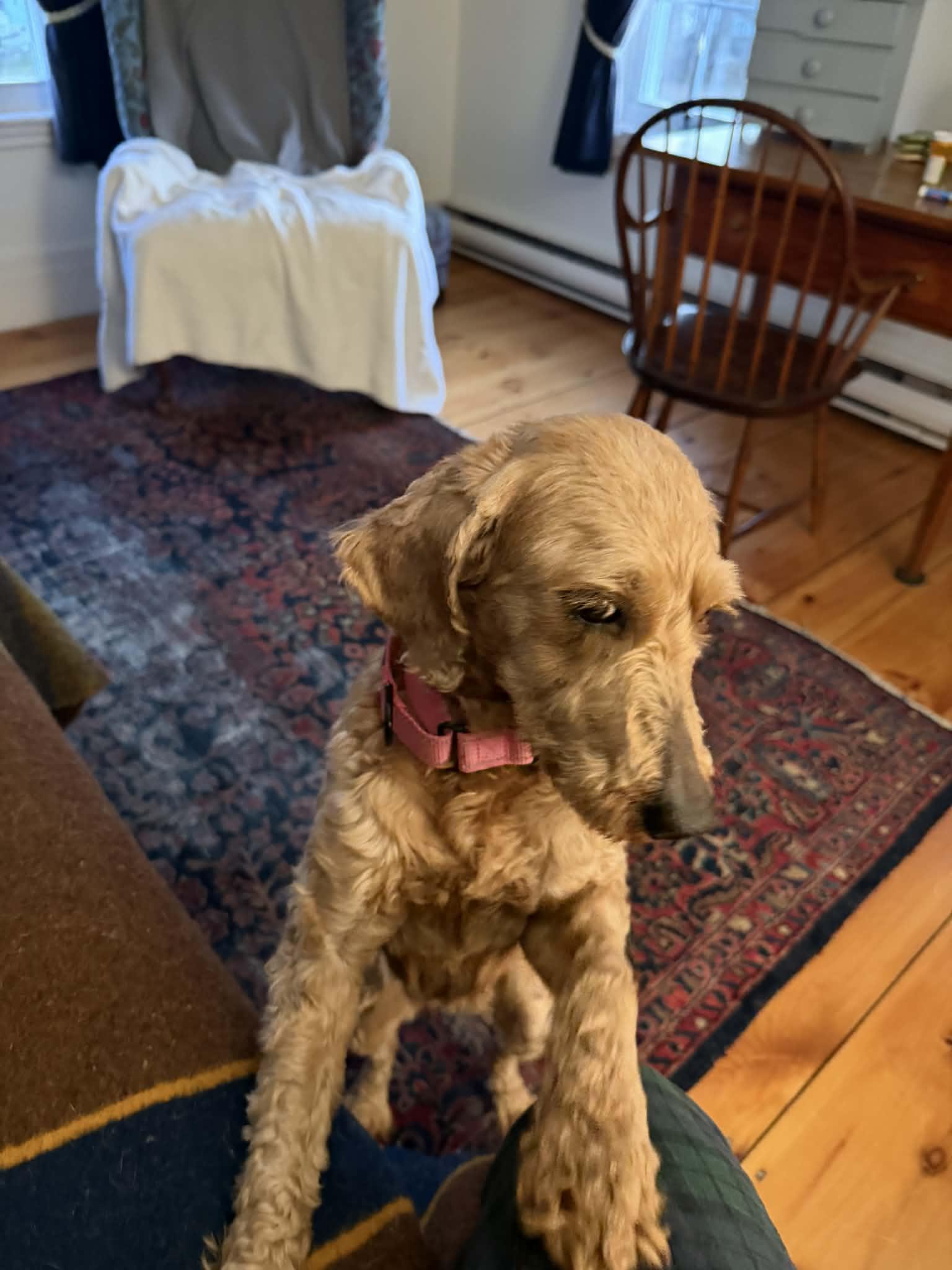 Enlarge Aurora, an adoption pending Labradoodle in Brunswick, ME image 2/6