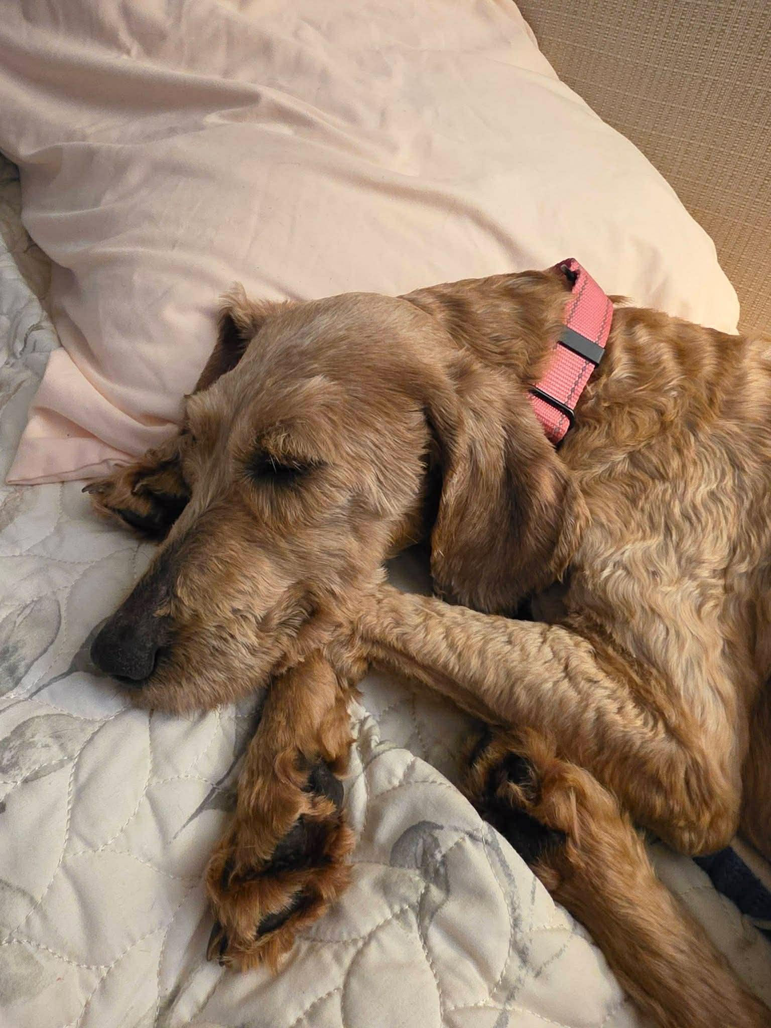 Aurora, ADOPTABLE, Adult Female Labradoodle.