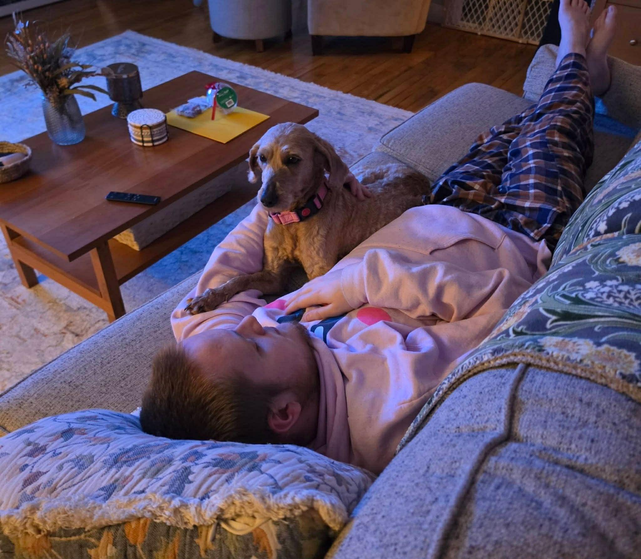 Enlarge Aurora, a ADOPTABLE Labradoodle in Brunswick, ME image 3/4