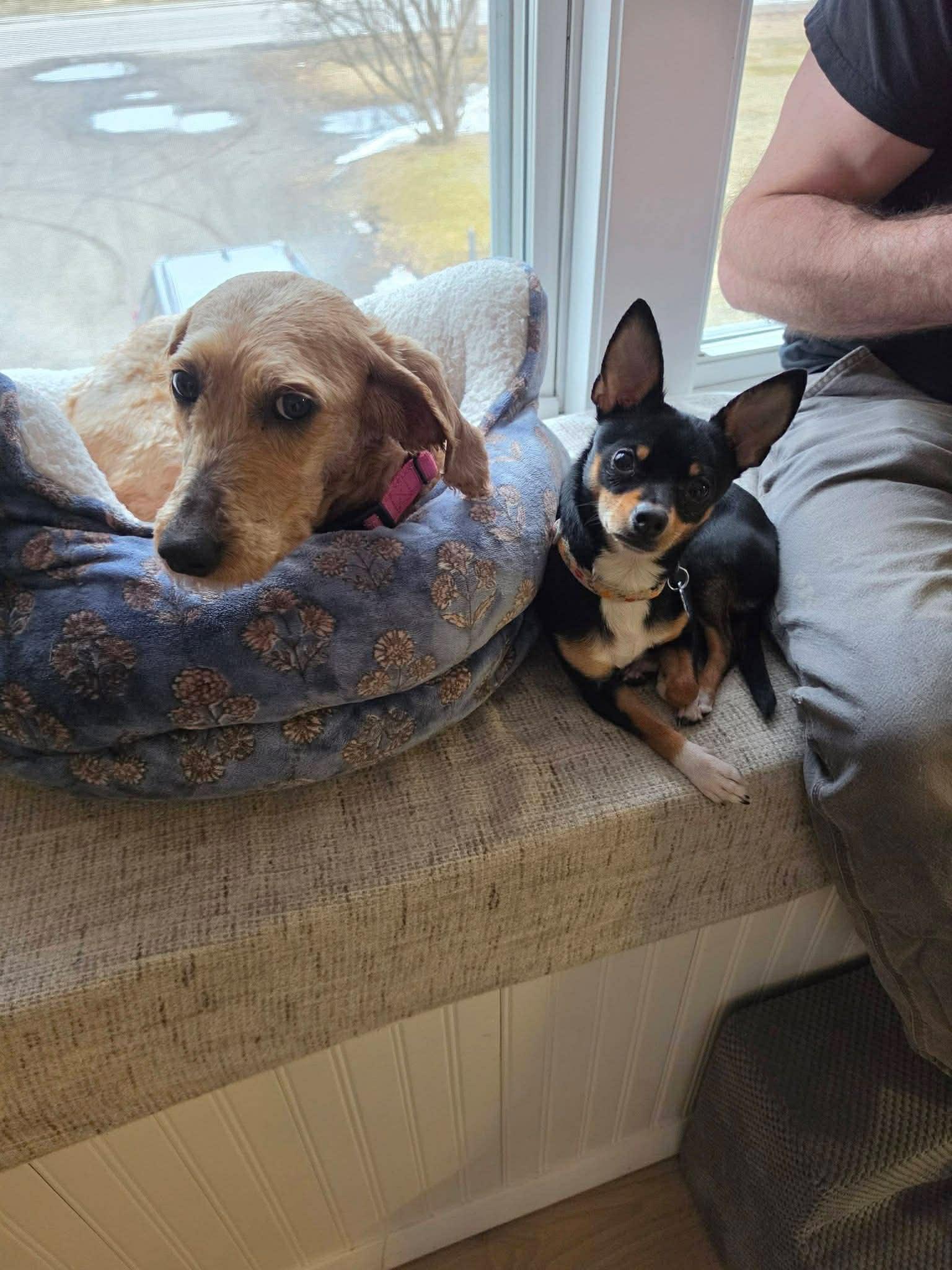 Enlarge Aurora, a ADOPTABLE Labradoodle in Brunswick, ME image 4/4