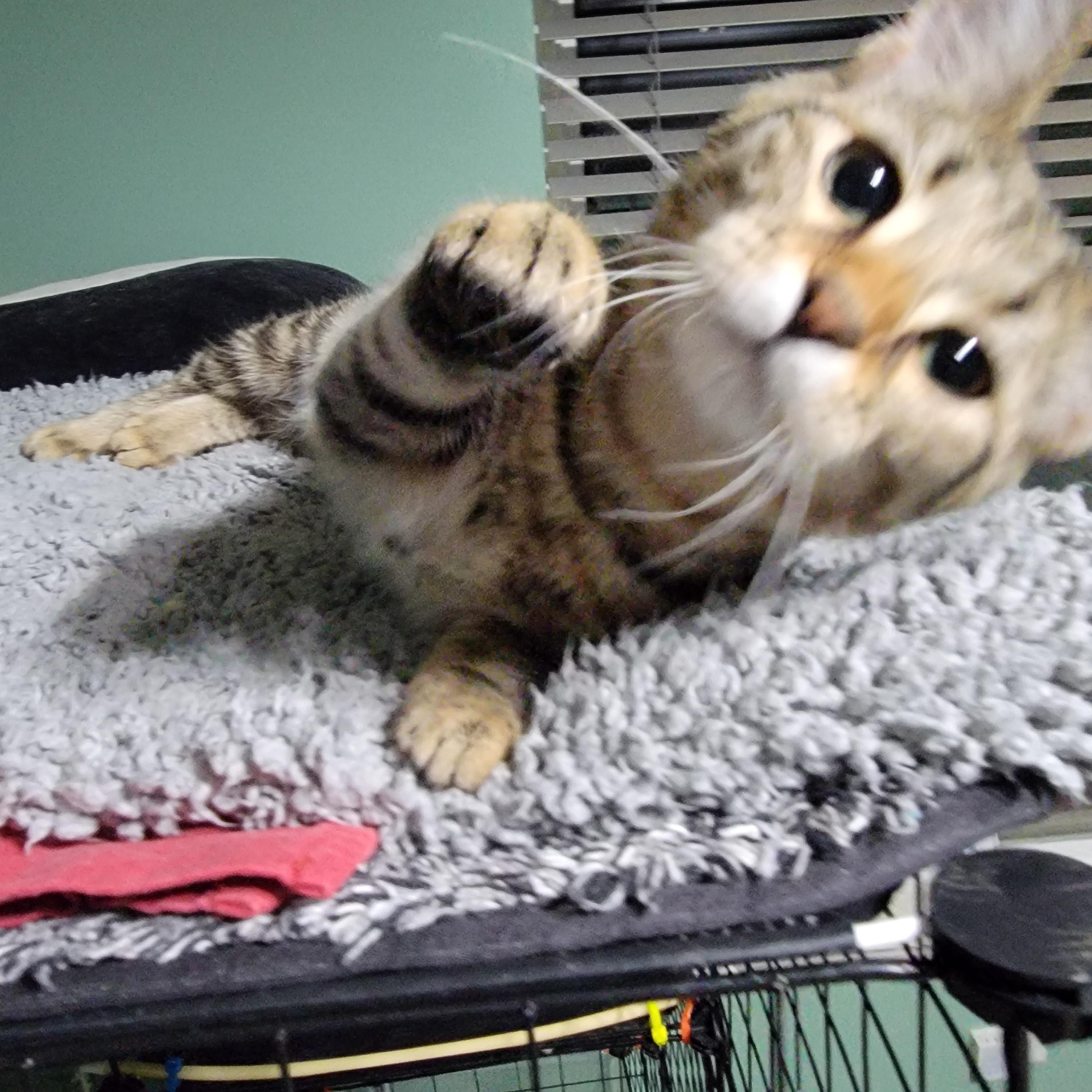 Grape, a Adoptable Domestic Short Hair in Joliet, IL image 3/4