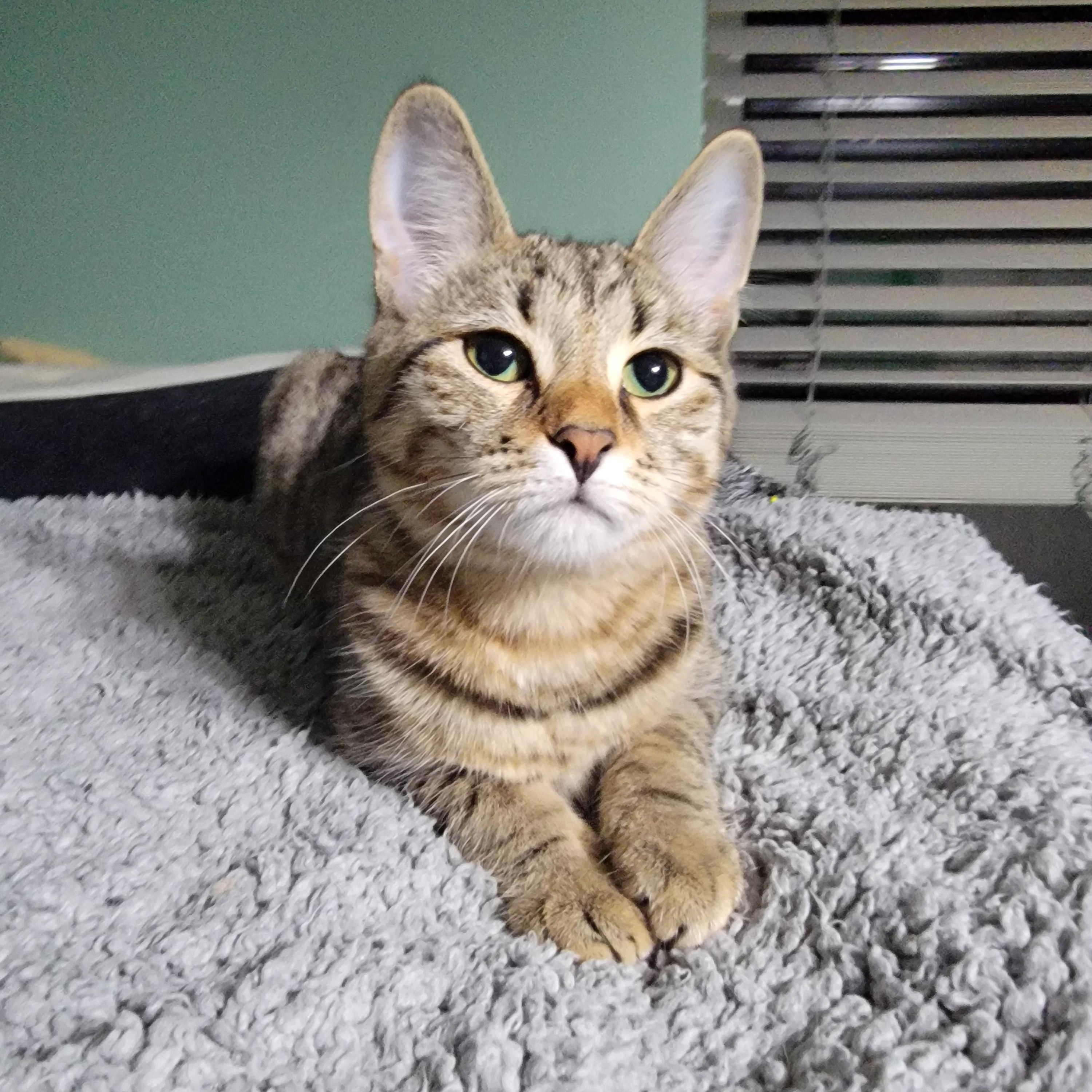 Grape, a Adoptable Domestic Short Hair in Joliet, IL image 2/4