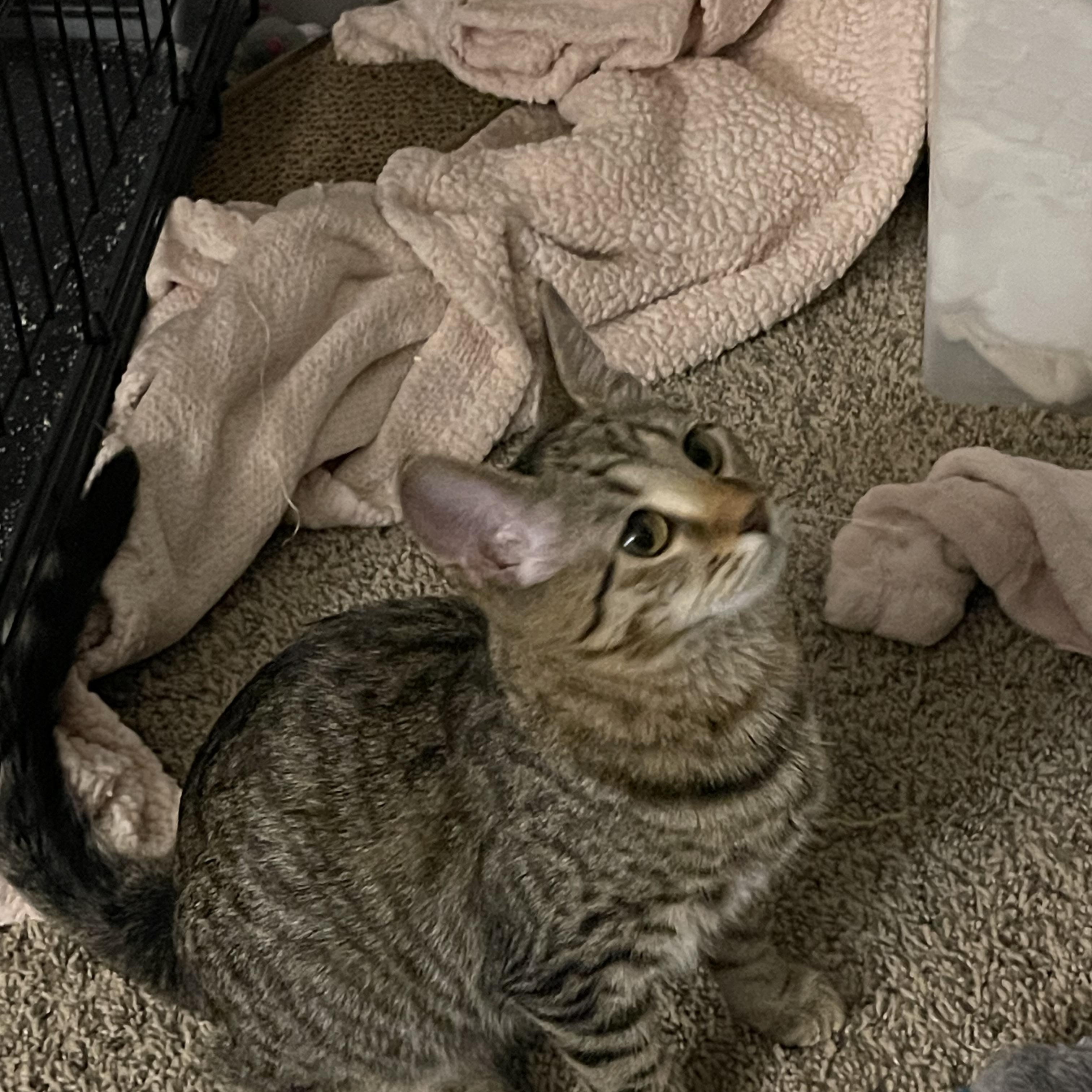 Grape, a Adoptable Domestic Short Hair in Joliet, IL image 4/4