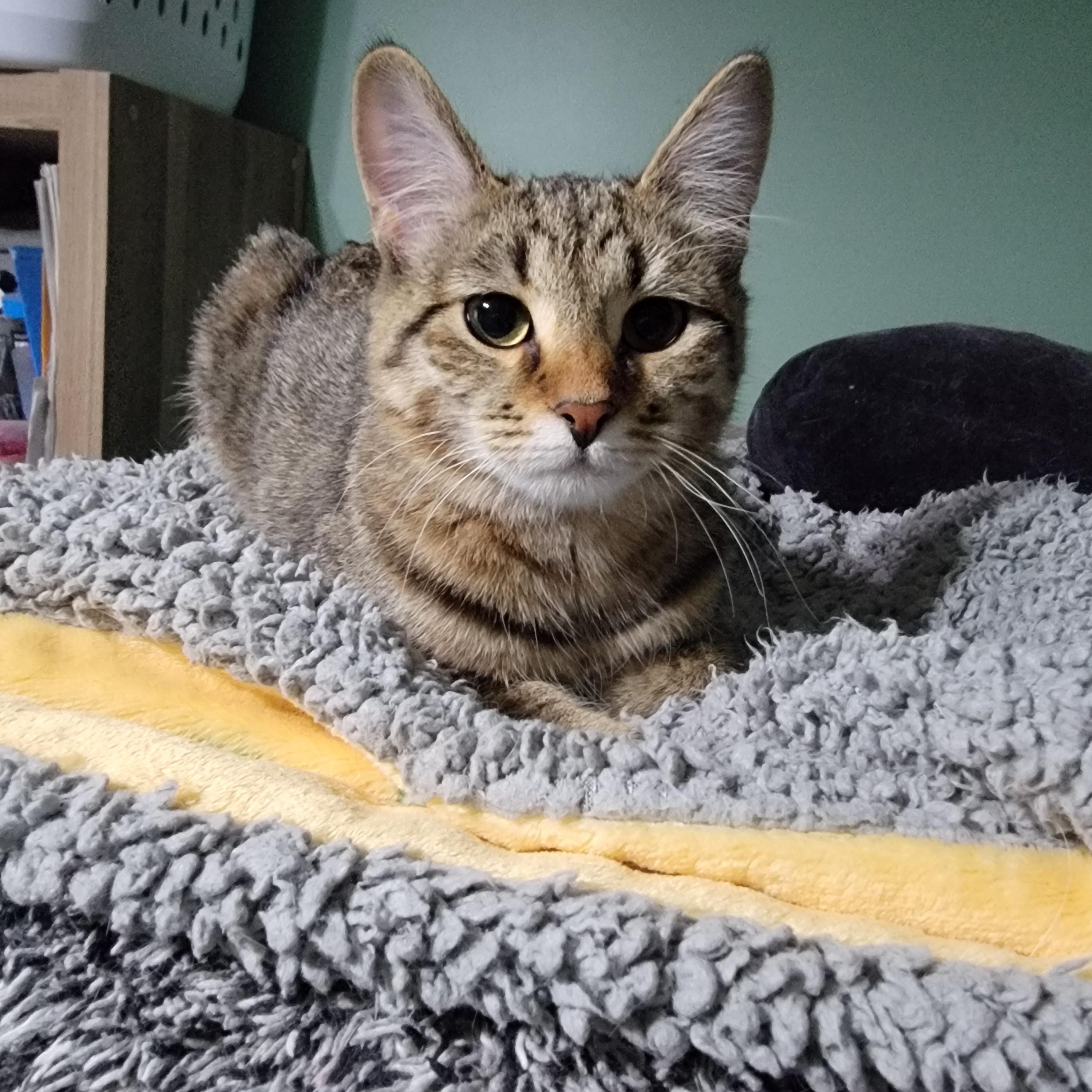 Grape, Adoptable, Kitten Female Domestic Short Hair.