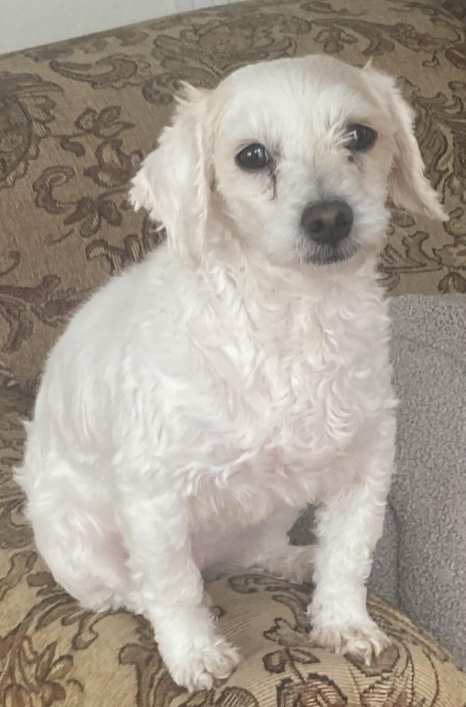 Enlarge ZsaZsa, a Adoptable mixed breed in Jamestown, CA image 1/6