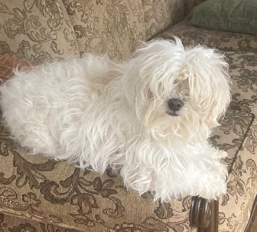 Enlarge ZsaZsa, a Adoptable mixed breed in Jamestown, CA image 2/6