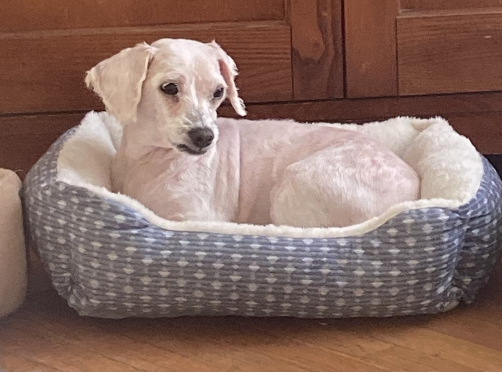 Enlarge ZsaZsa, a Adoptable mixed breed in Jamestown, CA image 4/6