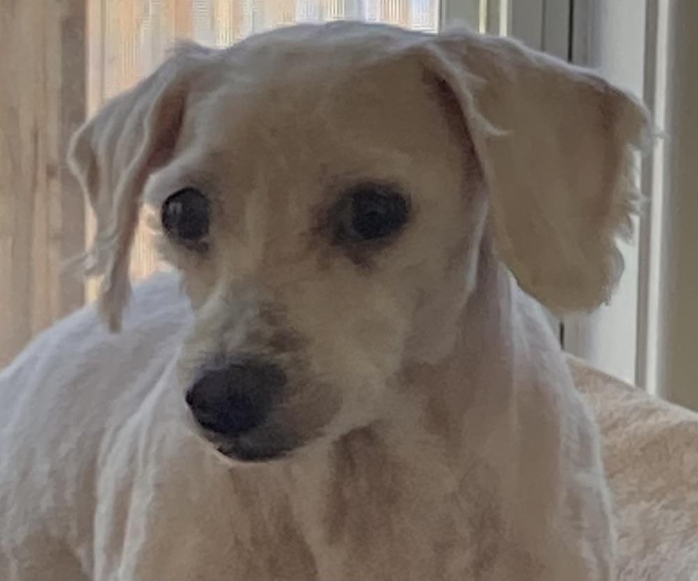 Enlarge ZsaZsa, a Adoptable mixed breed in Jamestown, CA image 6/6