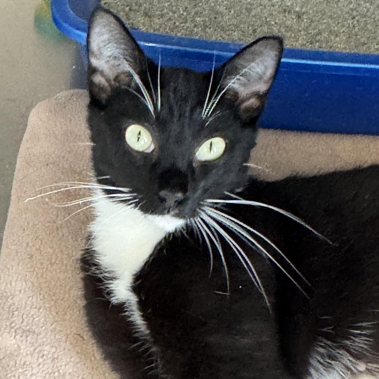 Enlarge Leilani, a Adoptable mixed breed in Winchendon, MA image 1/1