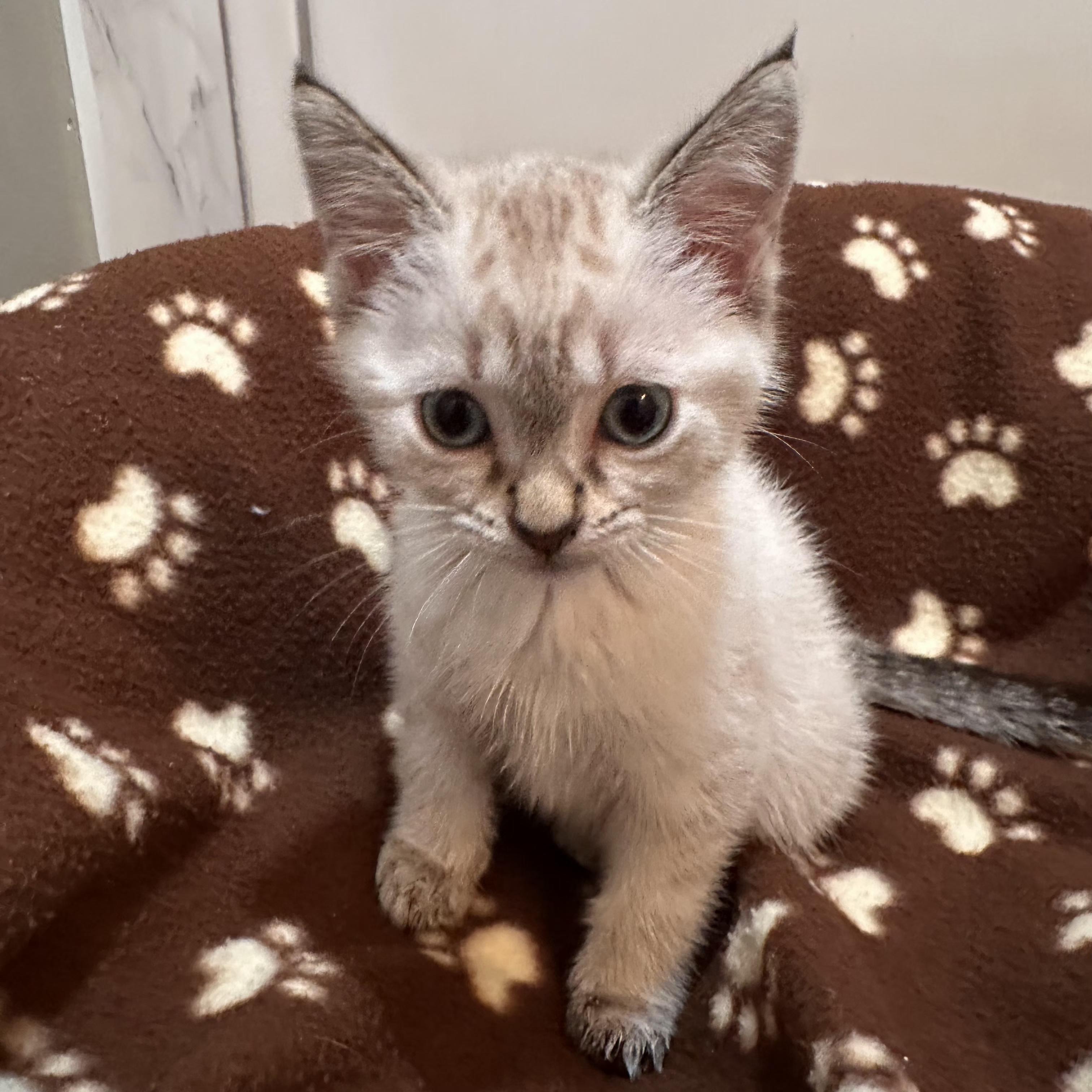Bauer, an adopted Domestic Short Hair in Grand Rapids, MI image 2/3