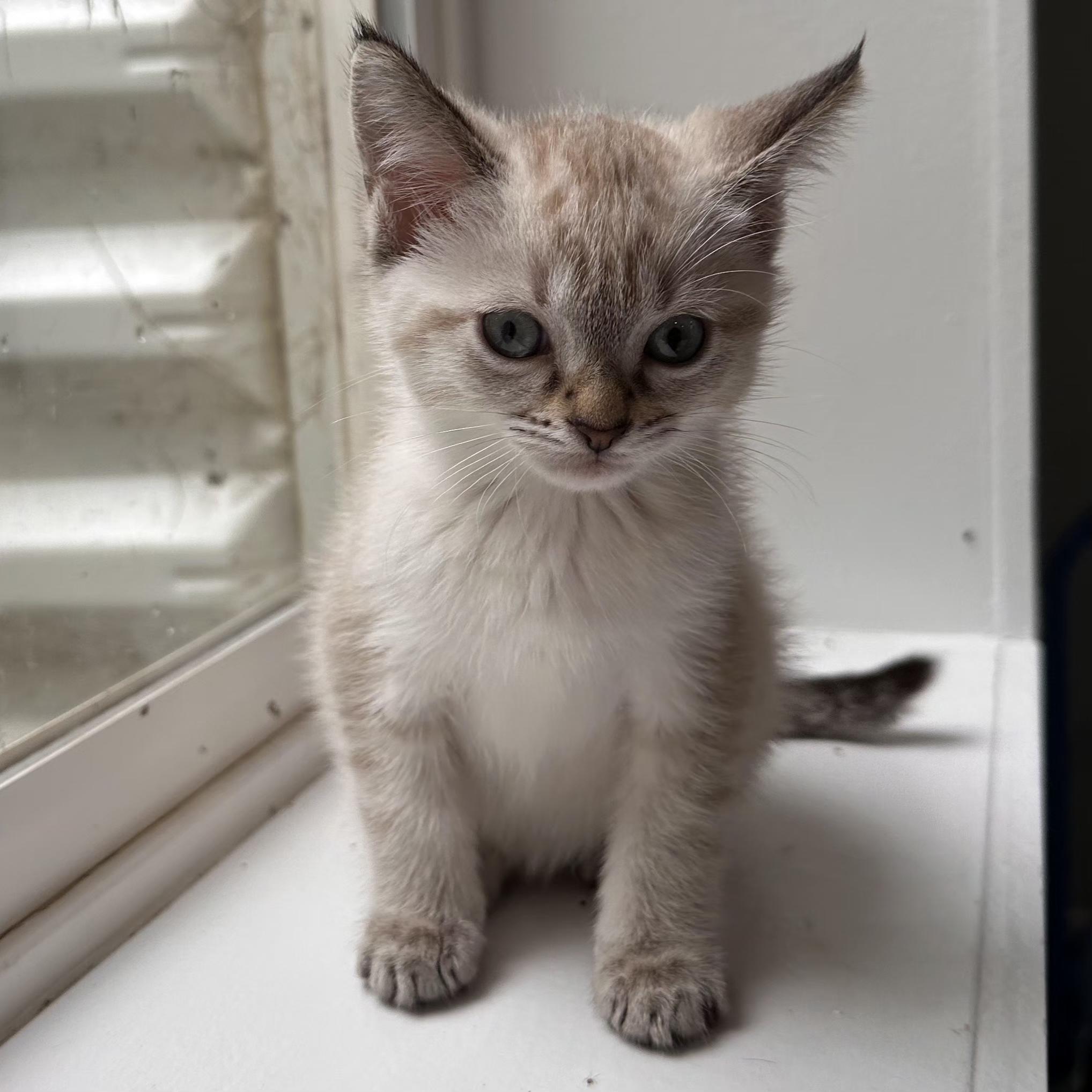 Bauer, an adopted Domestic Short Hair in Grand Rapids, MI image 3/3