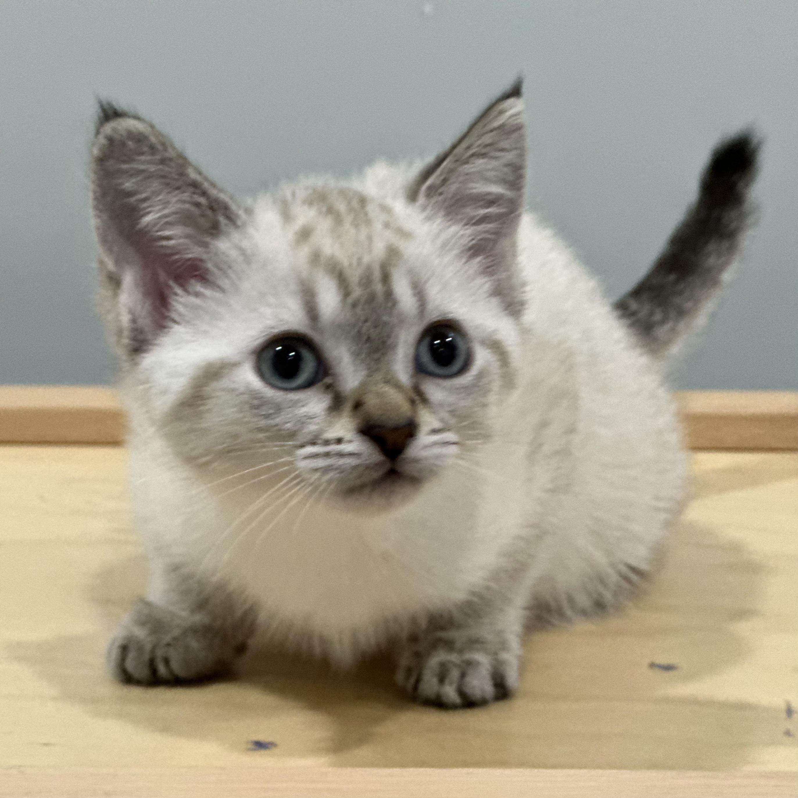 Bauer, an adopted Domestic Short Hair in Grand Rapids, MI image 1/3