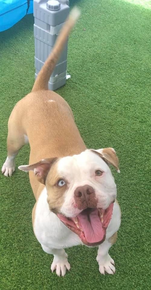 Enlarge Albert, a Adoptable mixed breed in Oakland Park, FL image 2/10