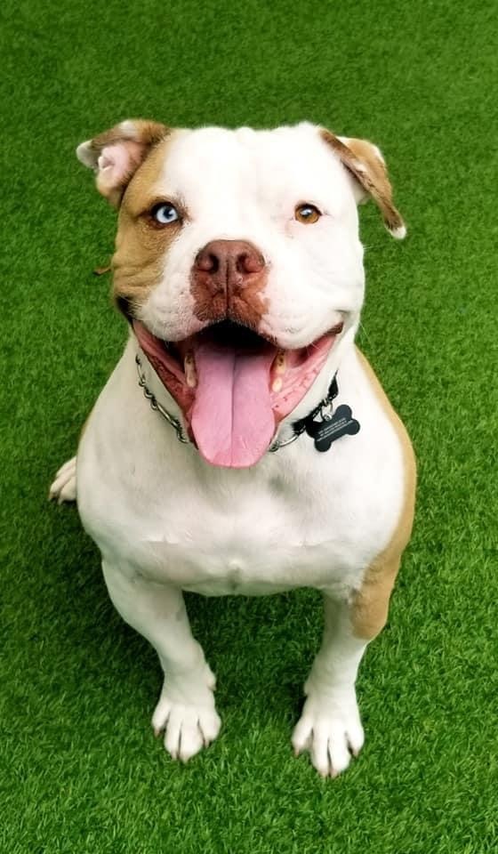 Enlarge Albert, a Adoptable mixed breed in Oakland Park, FL image 3/10