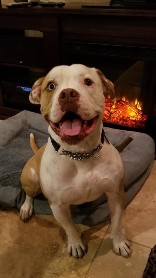 Enlarge Albert, a Adoptable mixed breed in Oakland Park, FL image 4/10