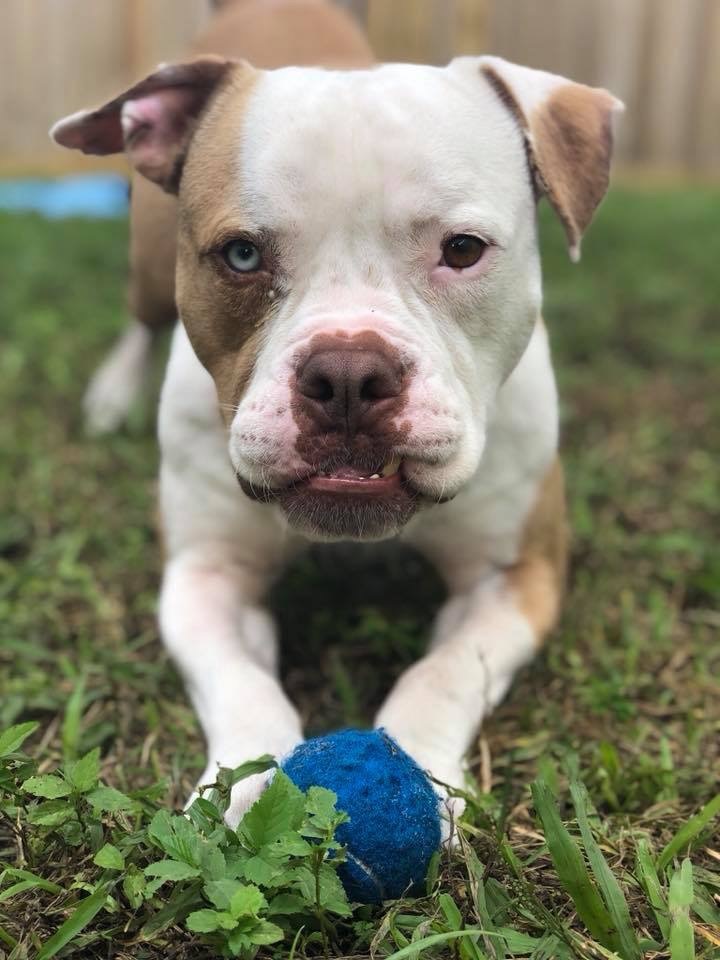Enlarge Albert, a Adoptable mixed breed in Oakland Park, FL image 5/10