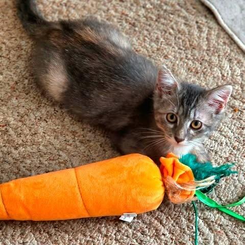 Libby Lucille, Adoptable, Young Female Domestic Medium Hair.