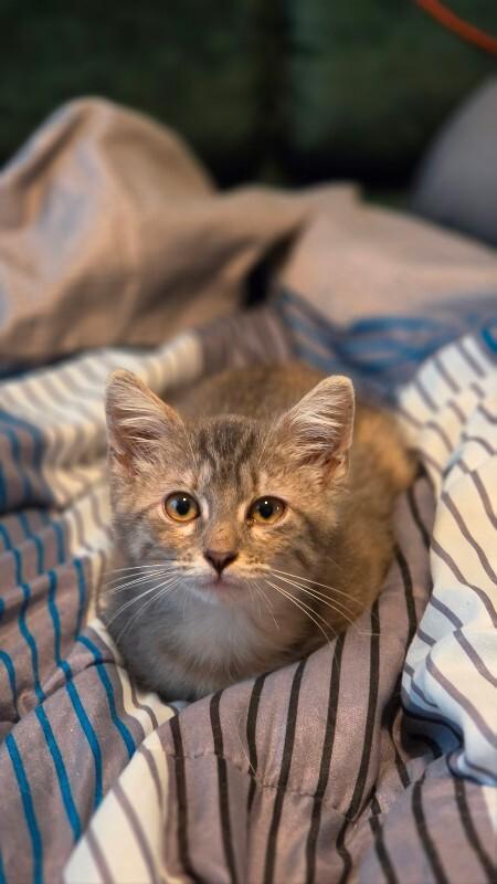 Libby Lucille, a Adoptable Domestic Medium Hair in Yankton, SD image 2/4