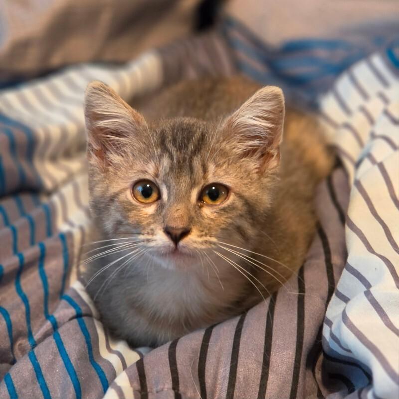 Libby Lucille, a Adoptable Domestic Medium Hair in Yankton, SD image 3/4