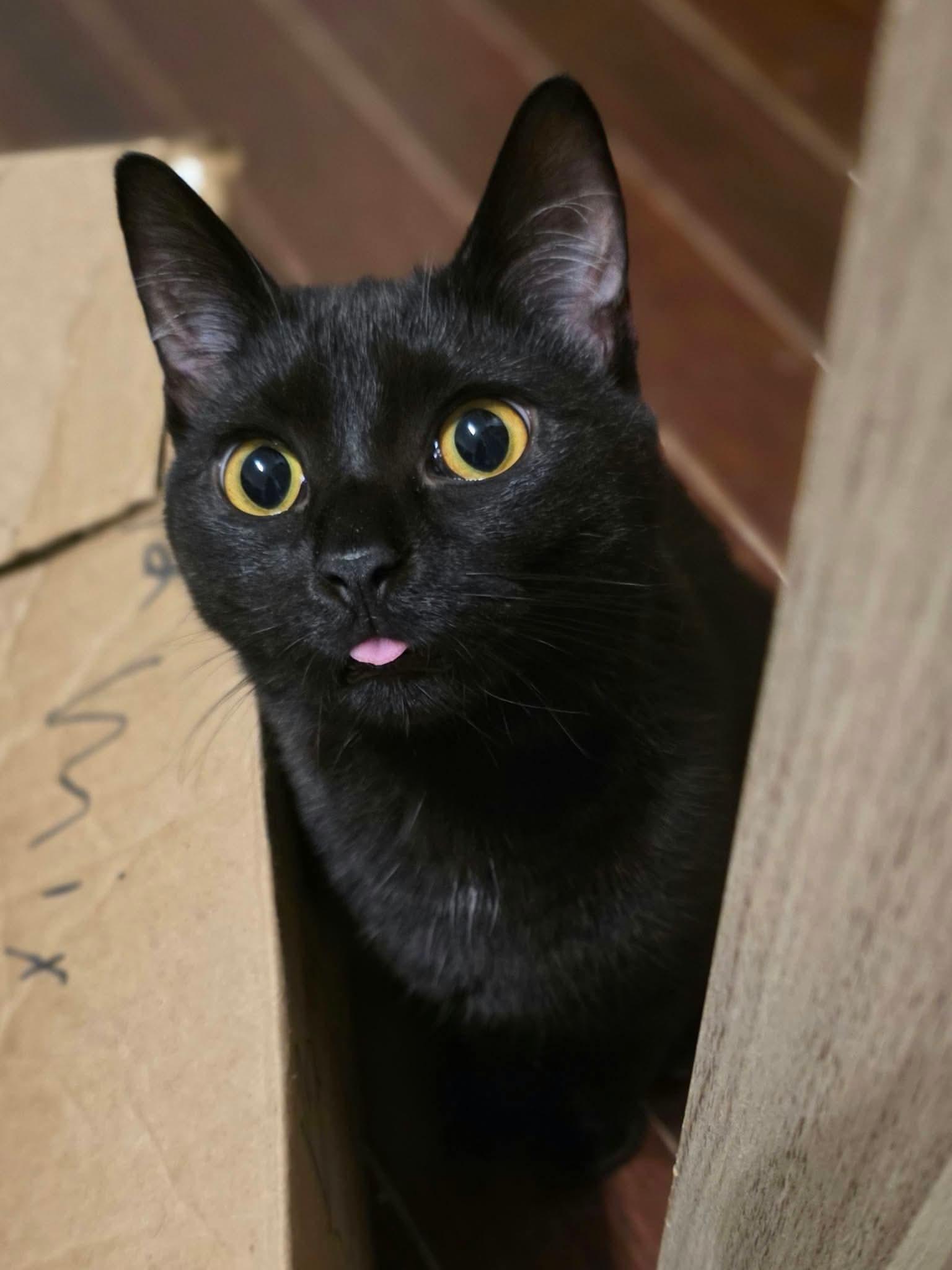 Enlarge Nikita, a Adoptable Domestic Long Hair in Terrebonne, QC image 6/6