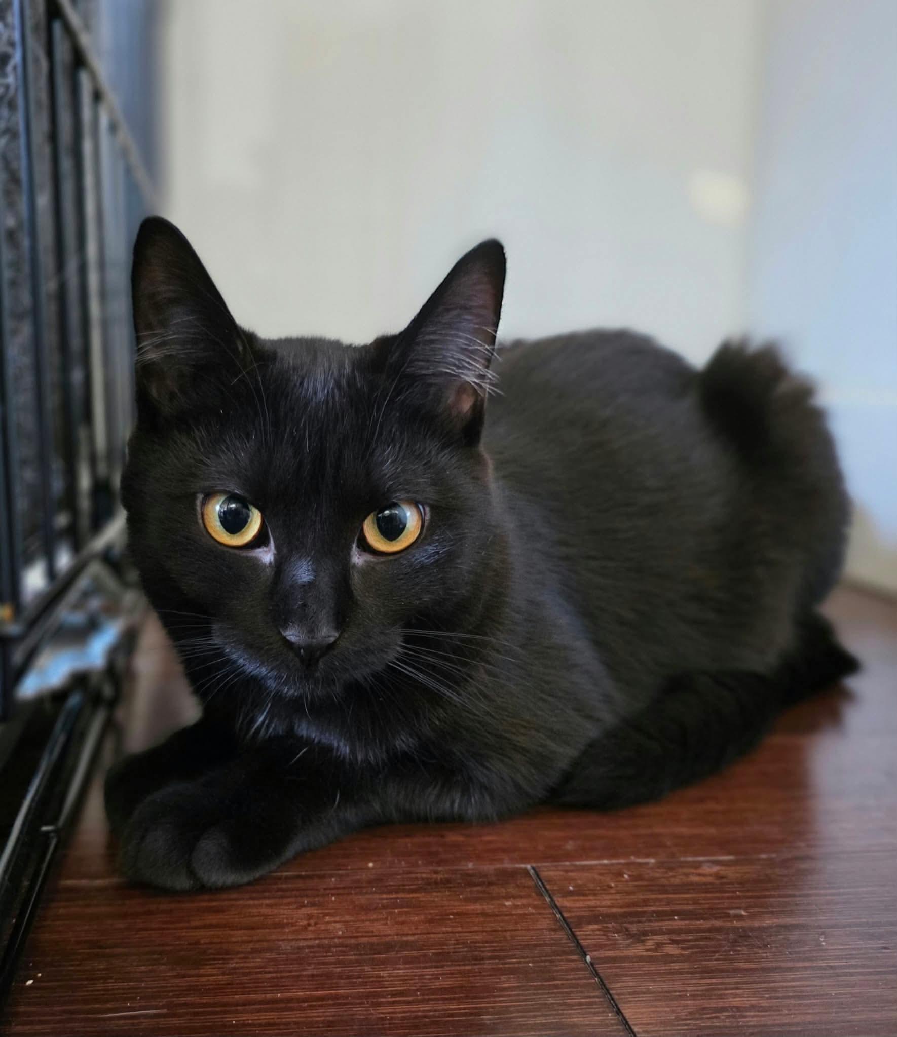 Enlarge Nikita, a Adoptable Domestic Long Hair in Terrebonne, QC image 5/6