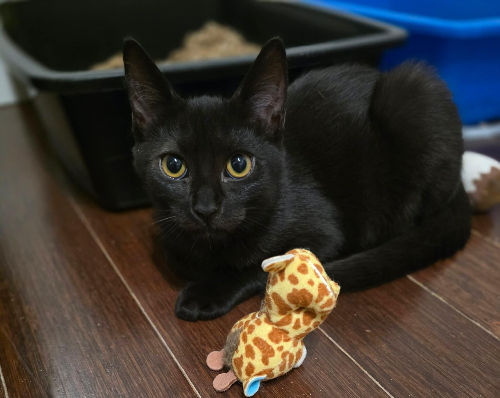 Nikita, a ADOPTABLE Domestic Long Hair in Terrebonne, QC image 5/6