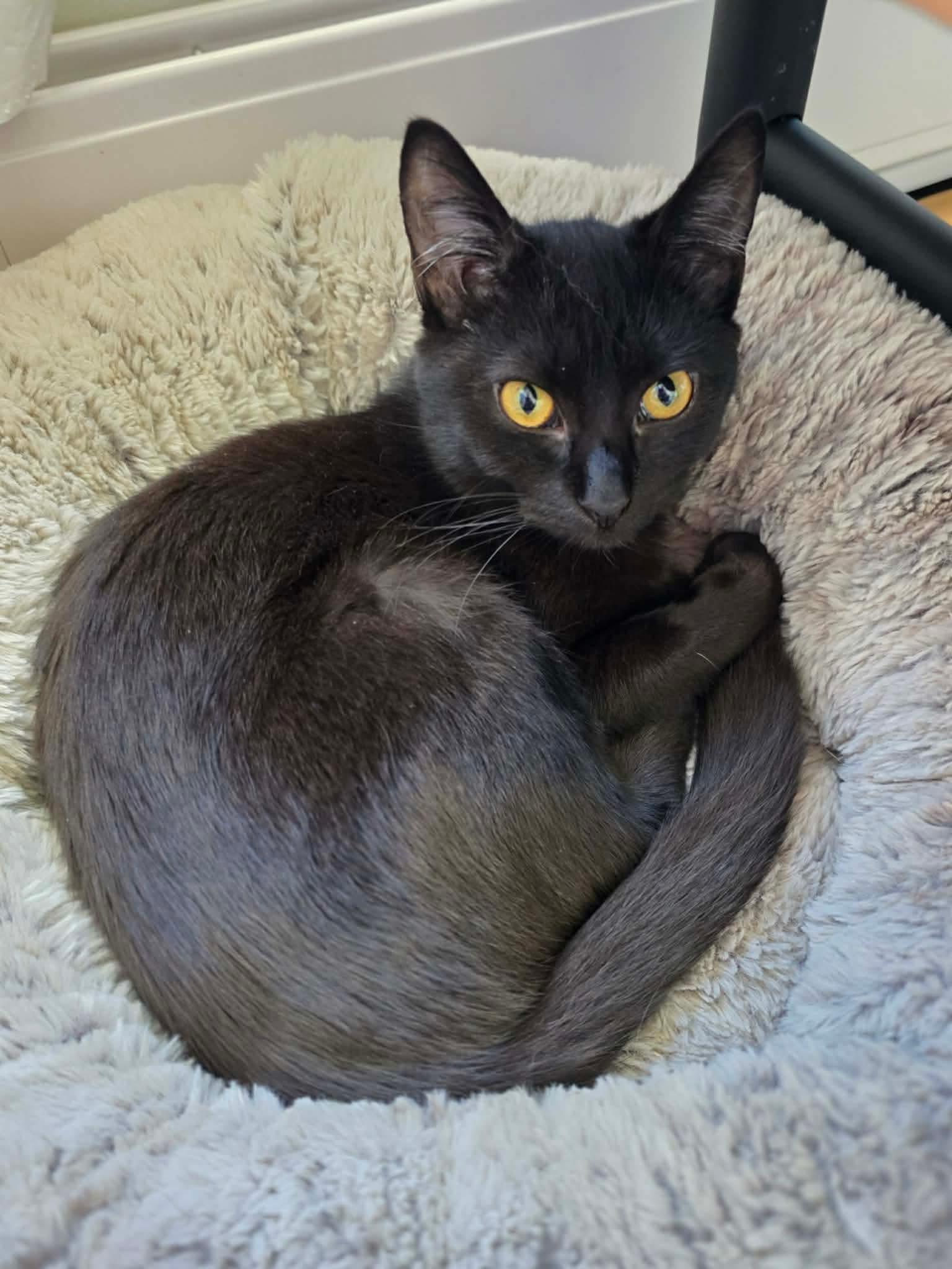 Nikita, ADOPTABLE, Kitten Female Domestic Long Hair.