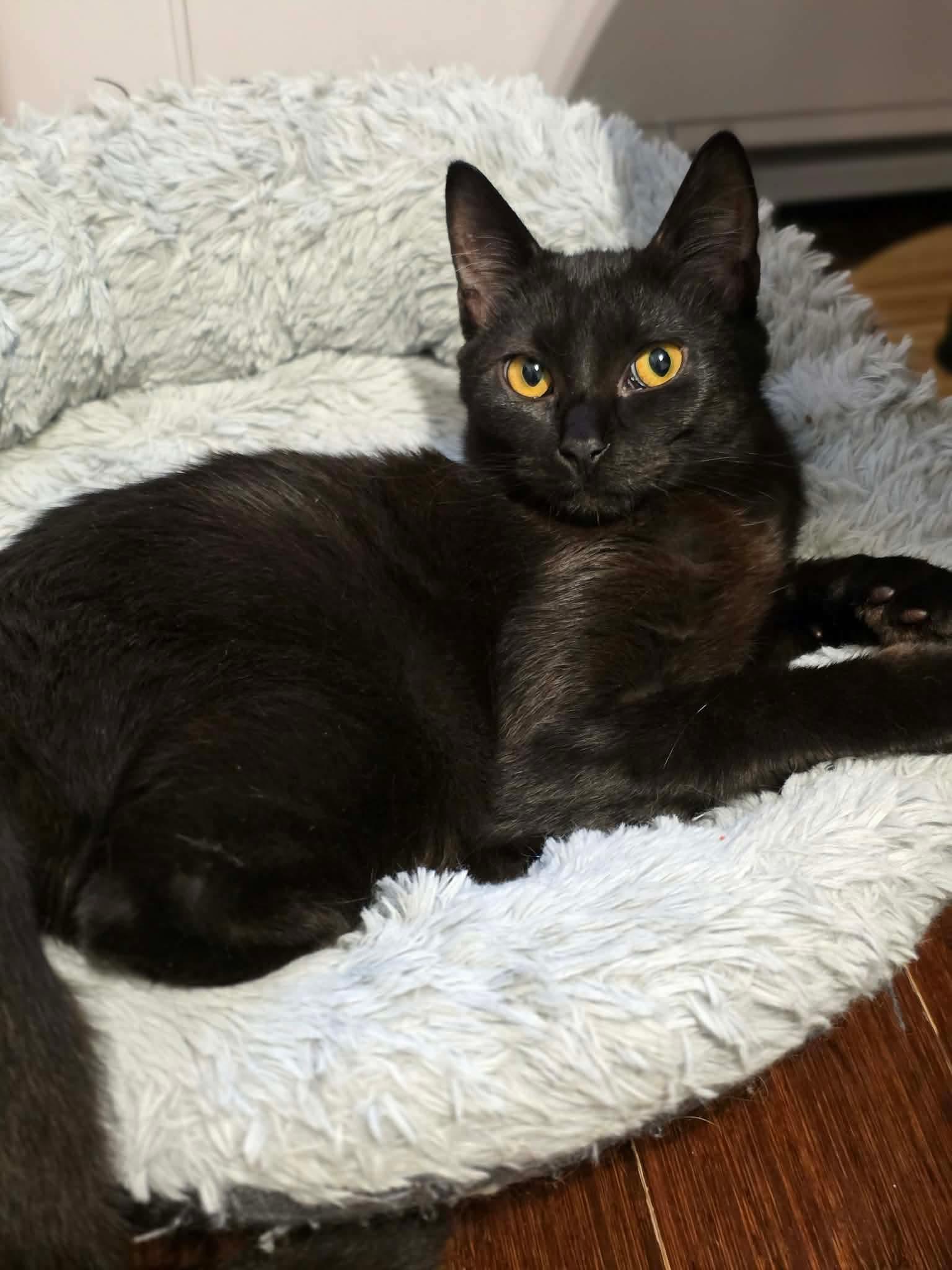 Enlarge Nikita, a ADOPTABLE Domestic Long Hair in Terrebonne, QC image 5/6