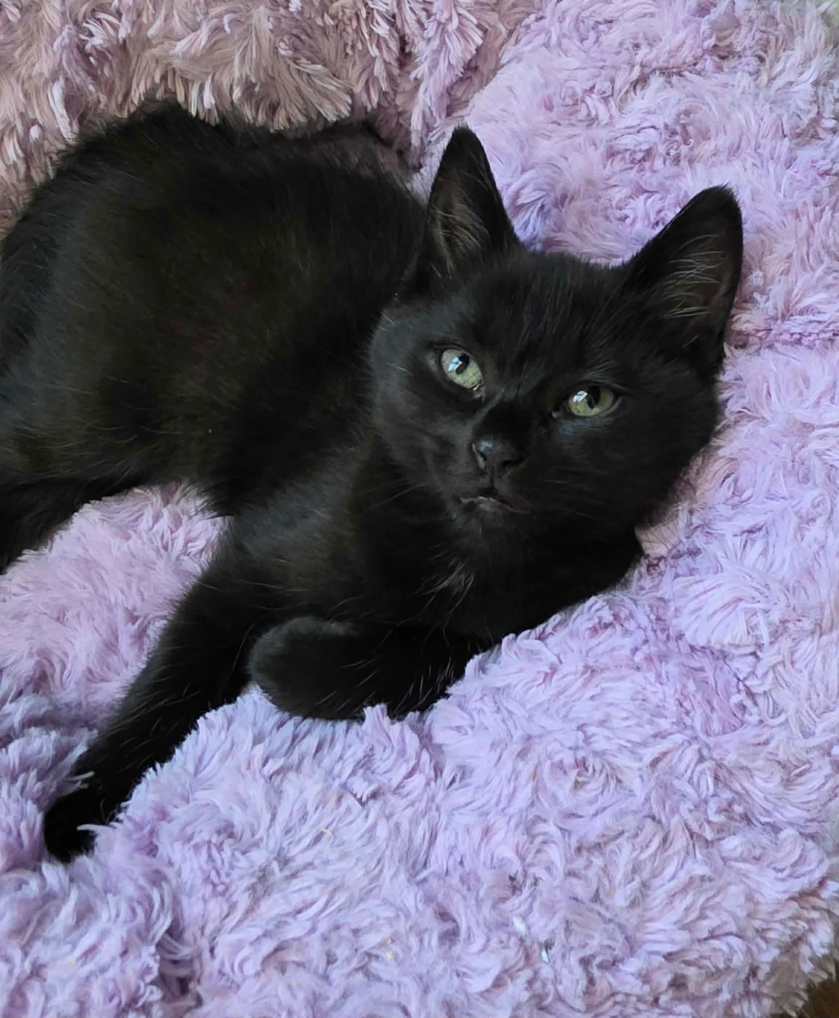 Enlarge Nikita, a ADOPTABLE Domestic Long Hair in Terrebonne, QC image 4/6
