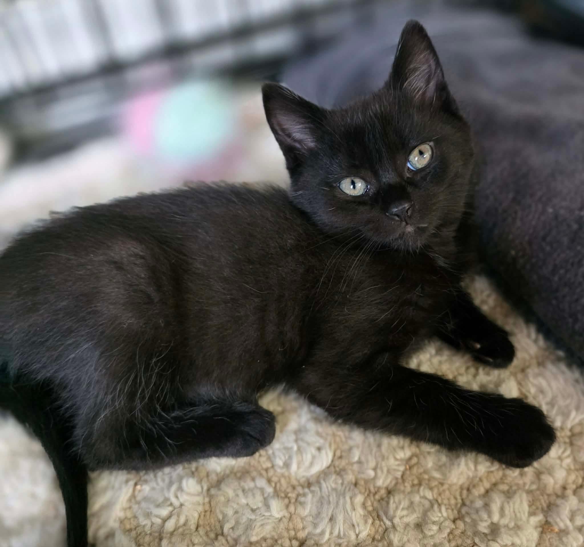 Enlarge Nikita, a ADOPTABLE Domestic Long Hair in Terrebonne, QC image 3/6