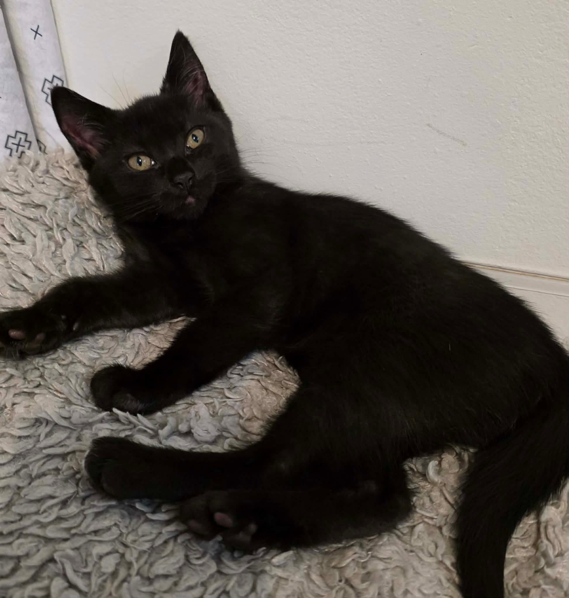 Enlarge Nikita, a ADOPTABLE Domestic Long Hair in Terrebonne, QC image 5/6