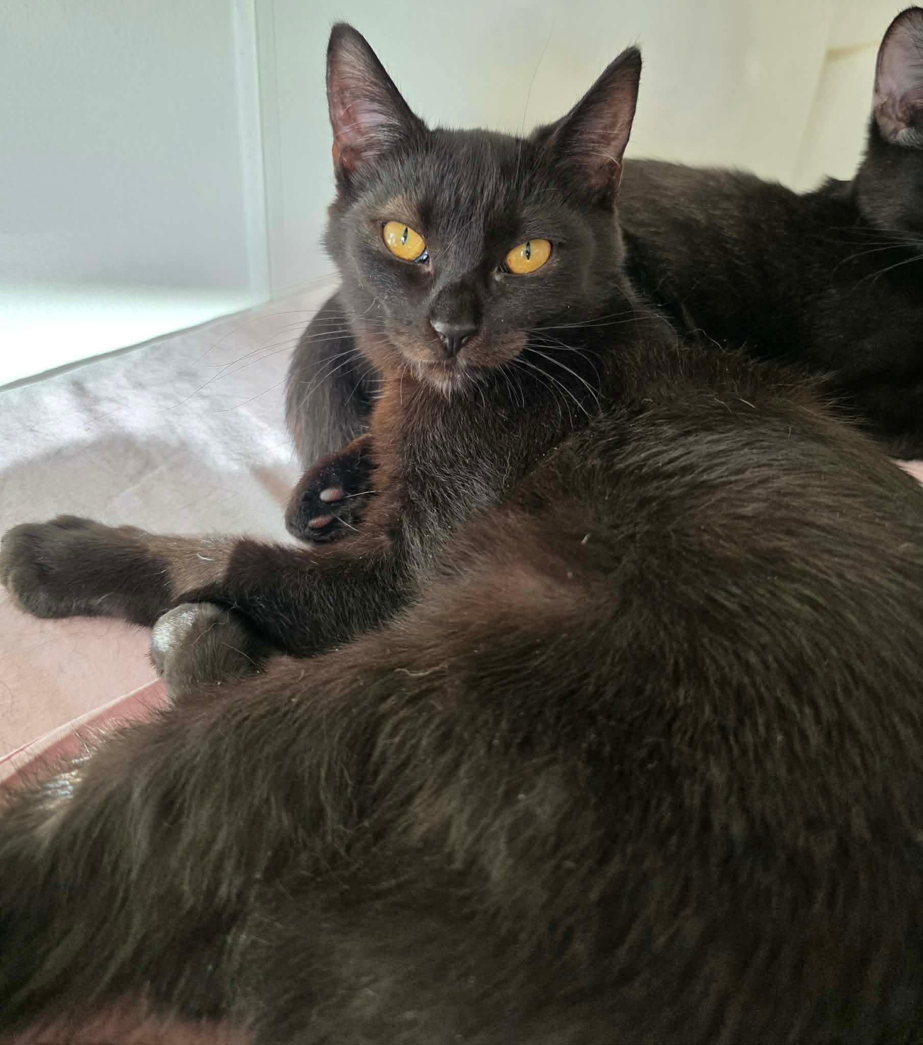 Nikita, a ADOPTABLE Domestic Long Hair in Terrebonne, QC image 6/6