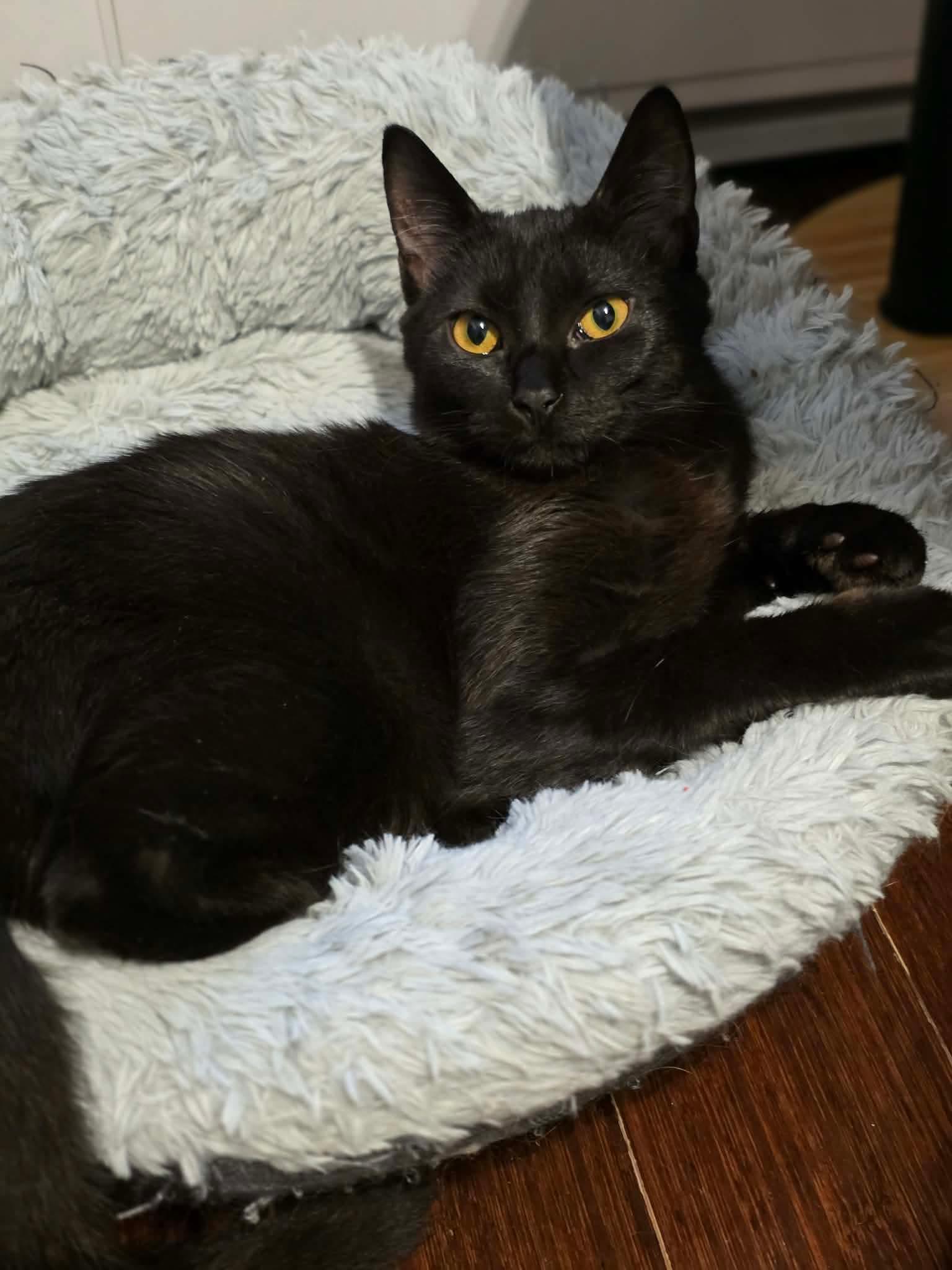 Enlarge Nikita, a ADOPTABLE Domestic Long Hair in Terrebonne, QC image 2/6