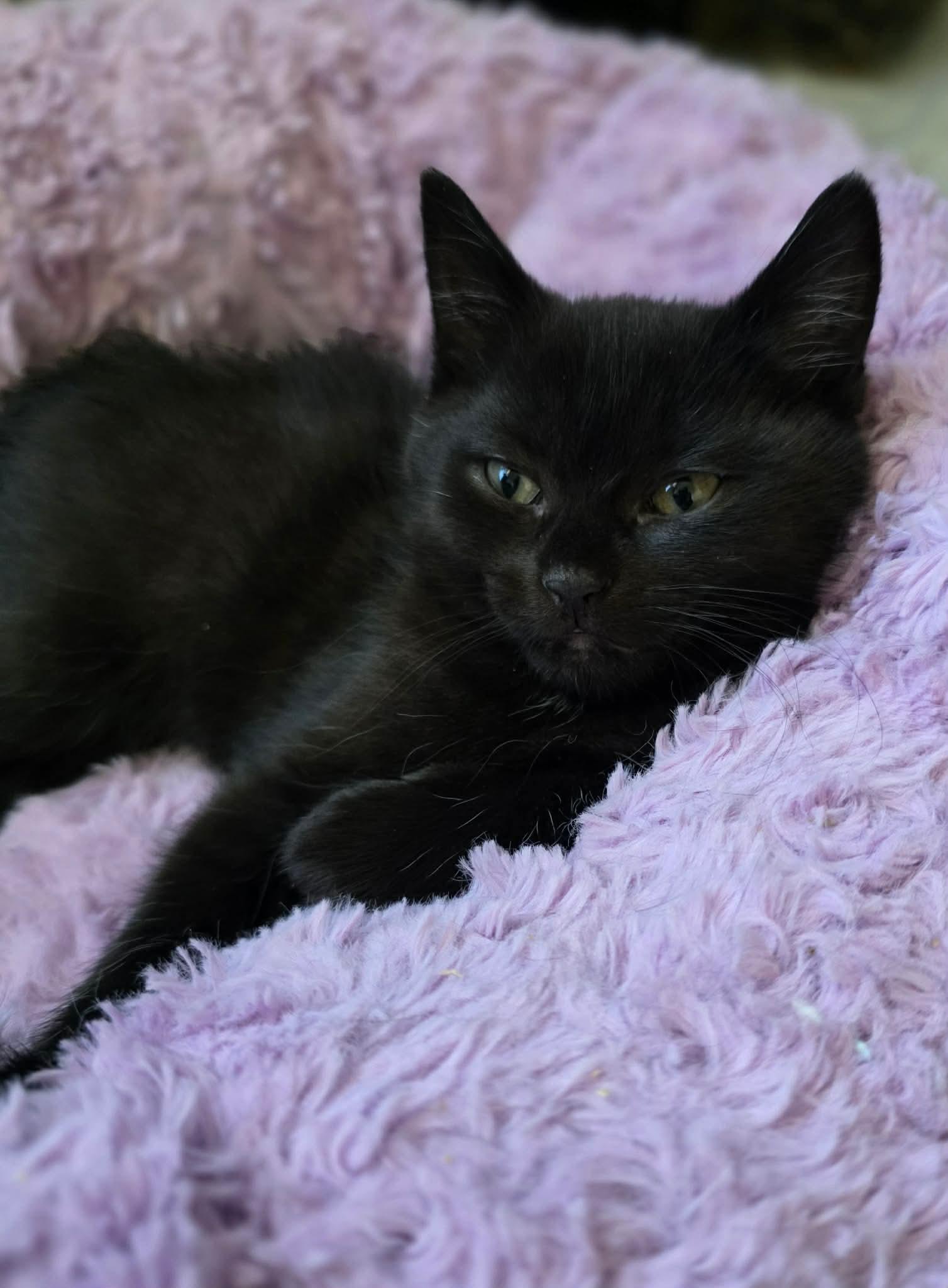 Enlarge Nikita, a ADOPTABLE Domestic Long Hair in Terrebonne, QC image 1/6