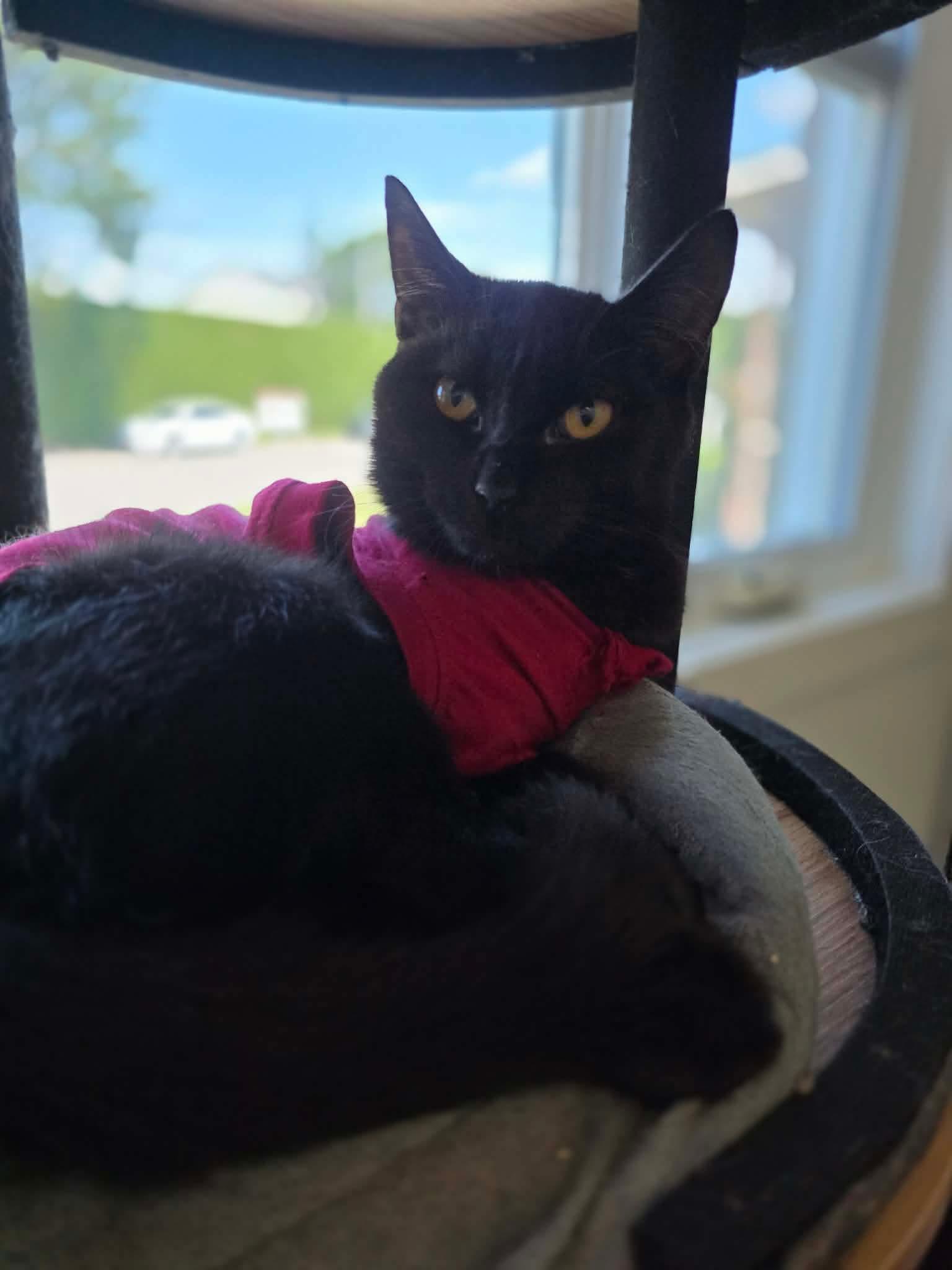 Enlarge Nikita, a ADOPTABLE Domestic Long Hair in Terrebonne, QC image 6/6