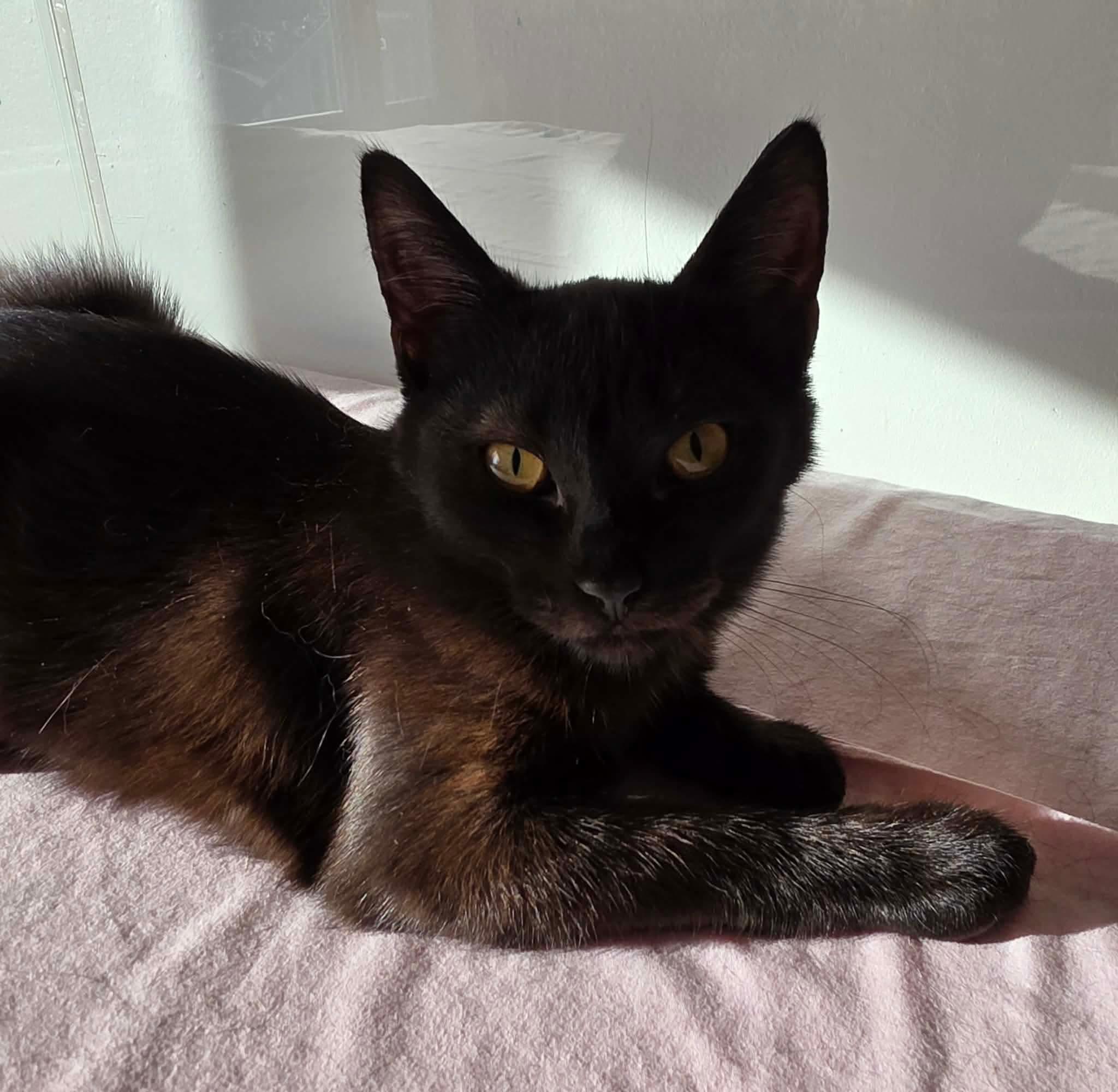 Nikita, ADOPTABLE, Kitten Female Domestic Long Hair.