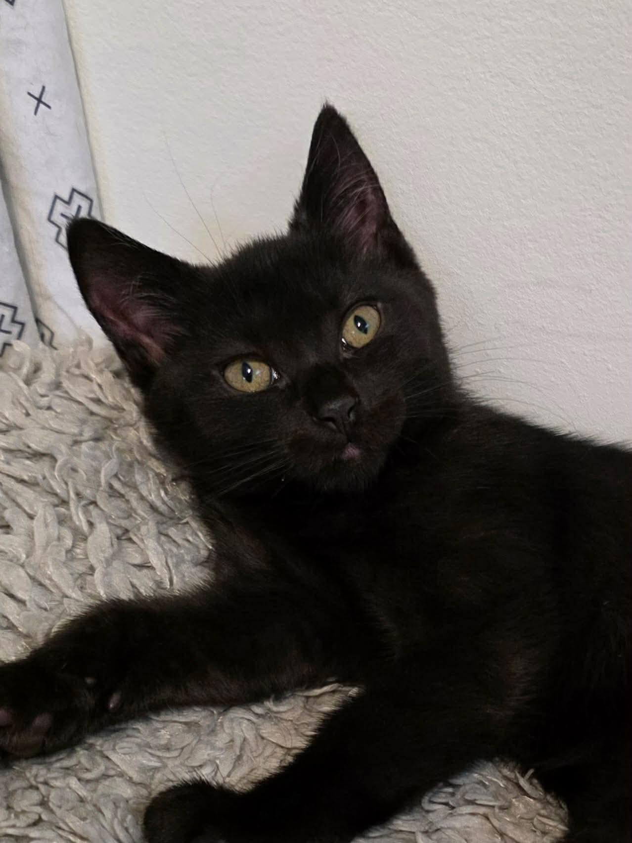 Enlarge Nikita, a ADOPTABLE Domestic Long Hair in Terrebonne, QC image 6/6