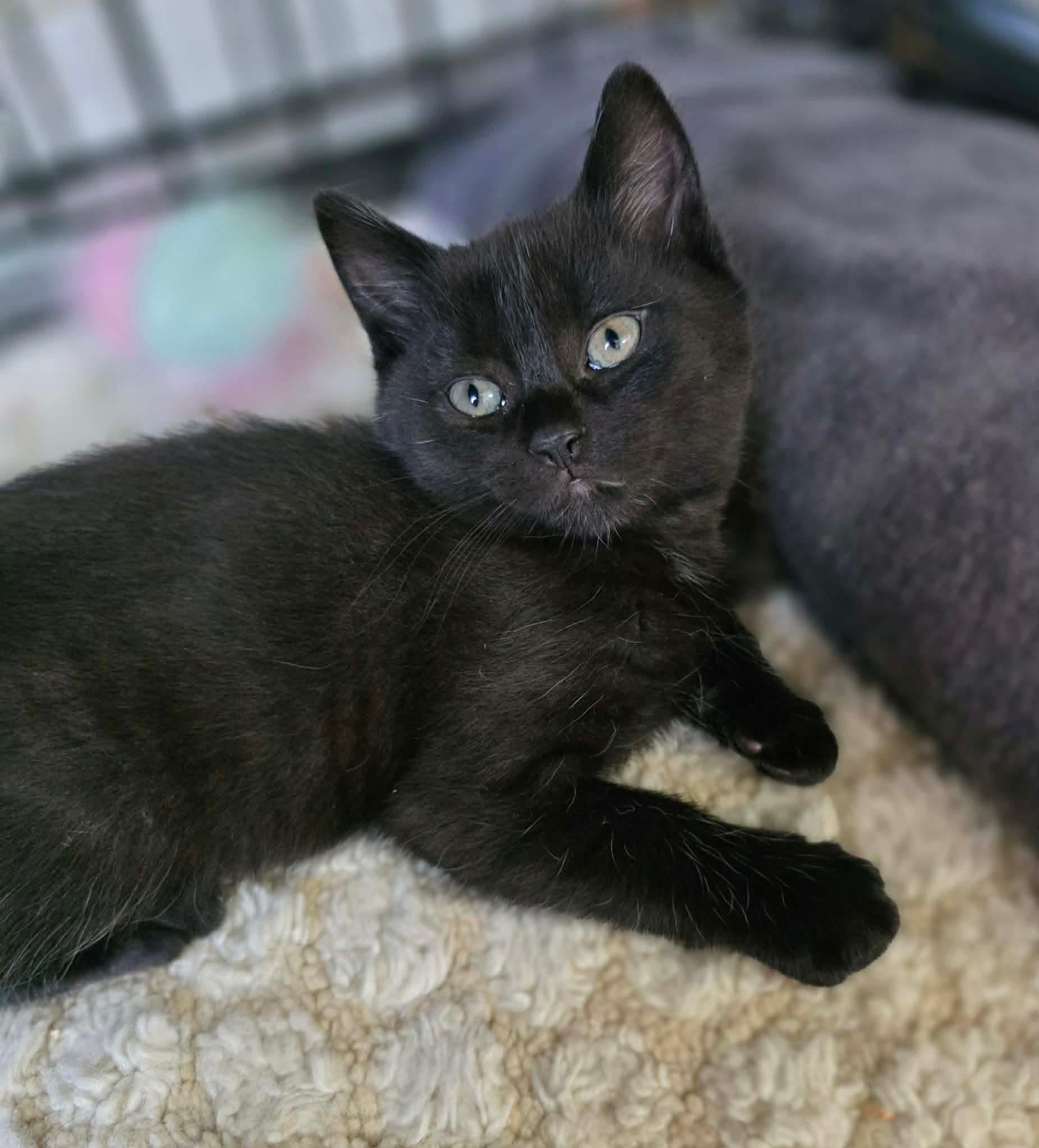Enlarge Nikita, a ADOPTABLE Domestic Long Hair in Terrebonne, QC image 2/6
