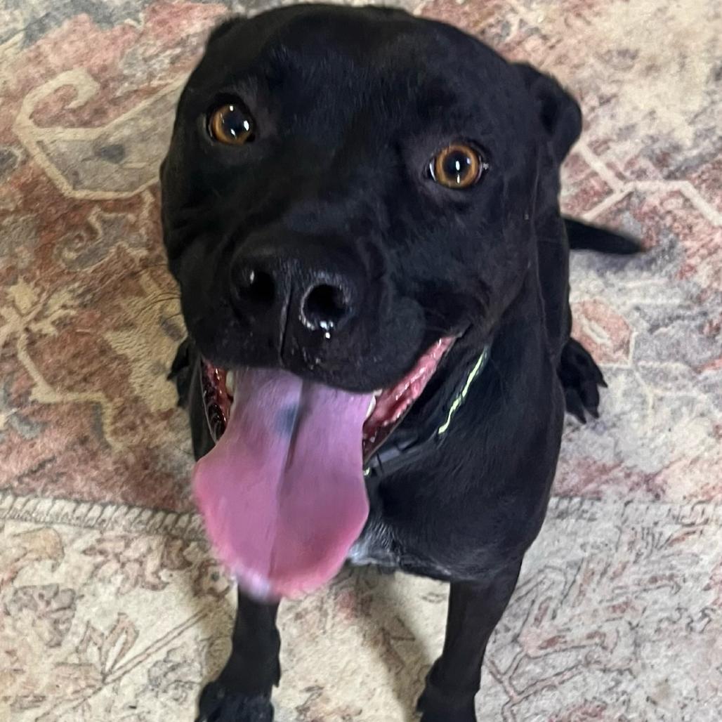 Koda, Adoptable, Adult Male Pit Bull Terrier & Mixed Breed.