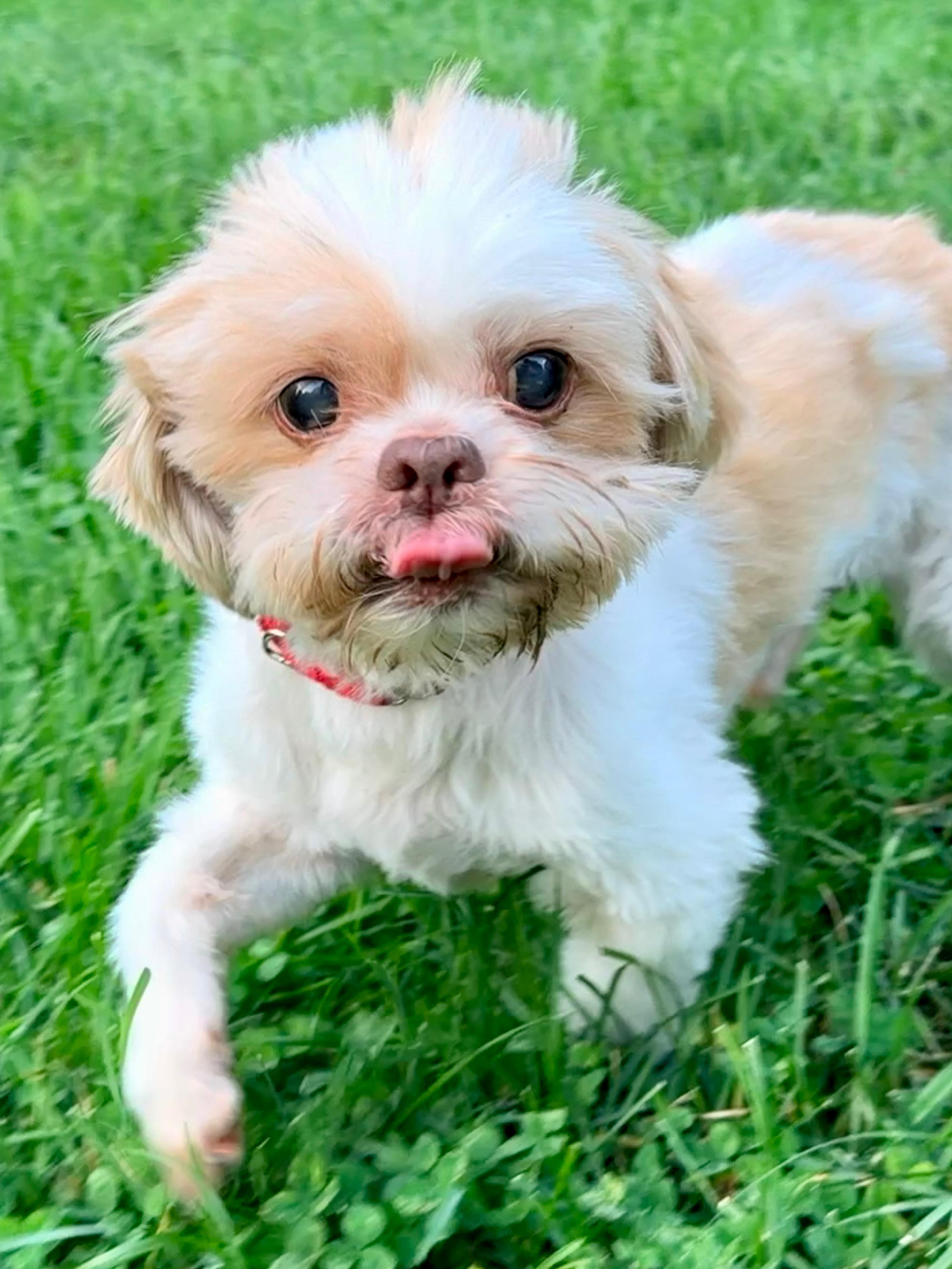 Enlarge Damien, a Adoptable Shih Tzu in Thornwood, NY image 2/6