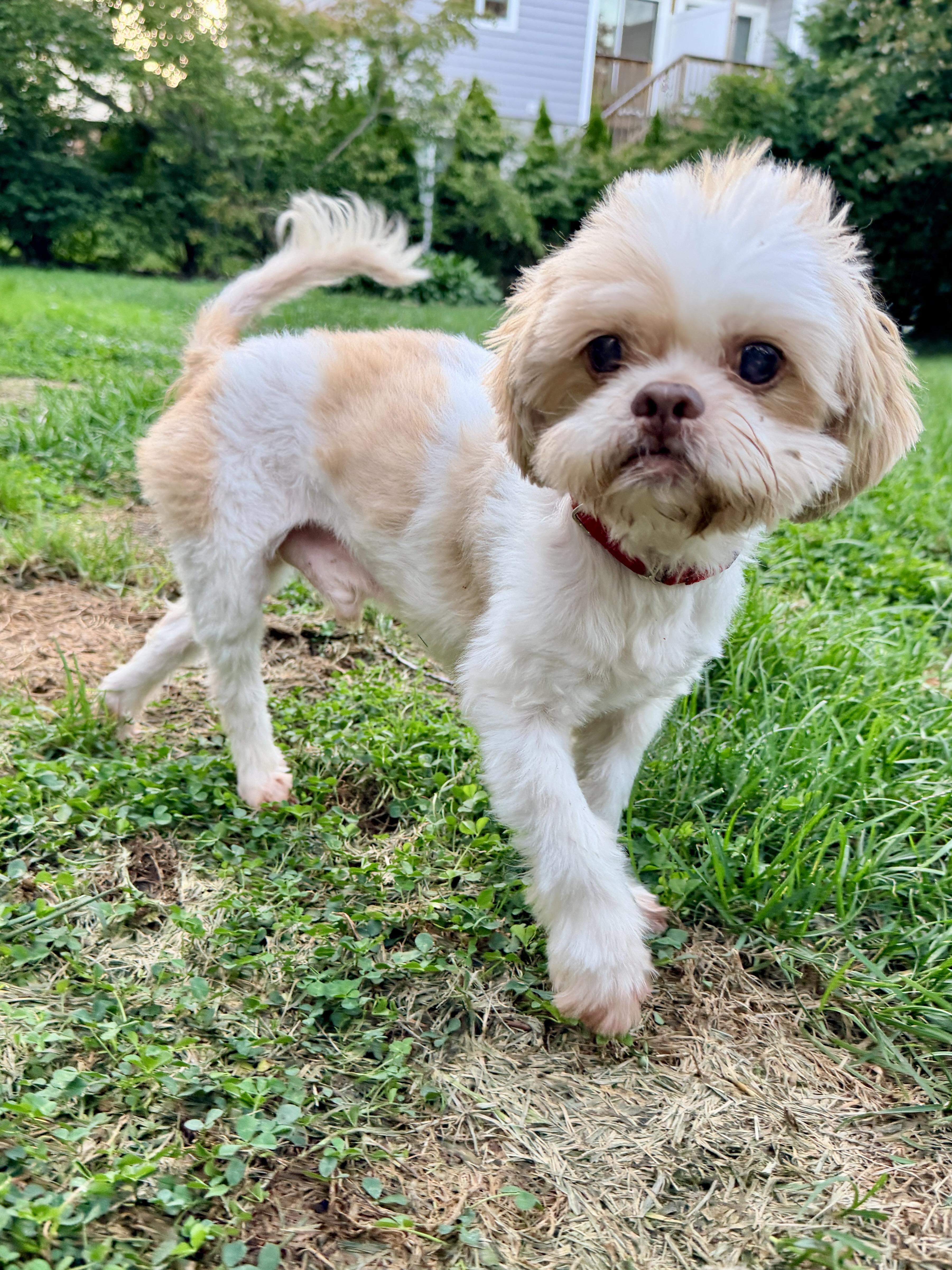 Enlarge Damien, a Adoptable Shih Tzu in Thornwood, NY image 6/6